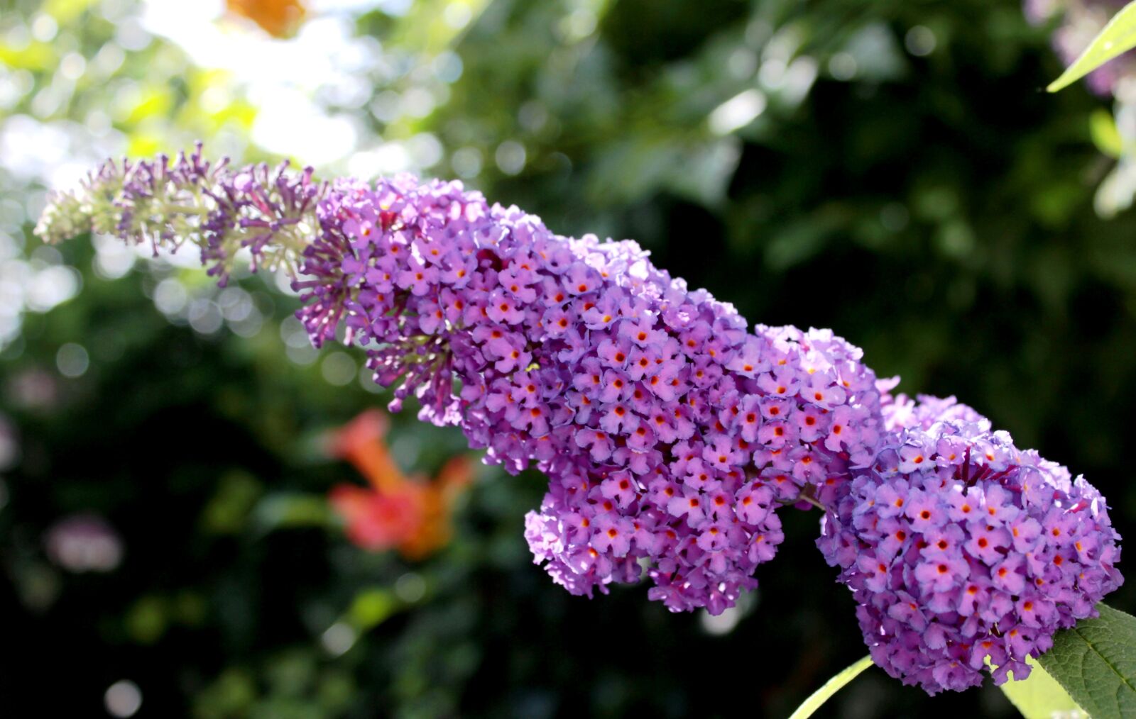 Canon EOS 600D (Rebel EOS T3i / EOS Kiss X5) sample photo. Budlea, butterfly bush, purple photography