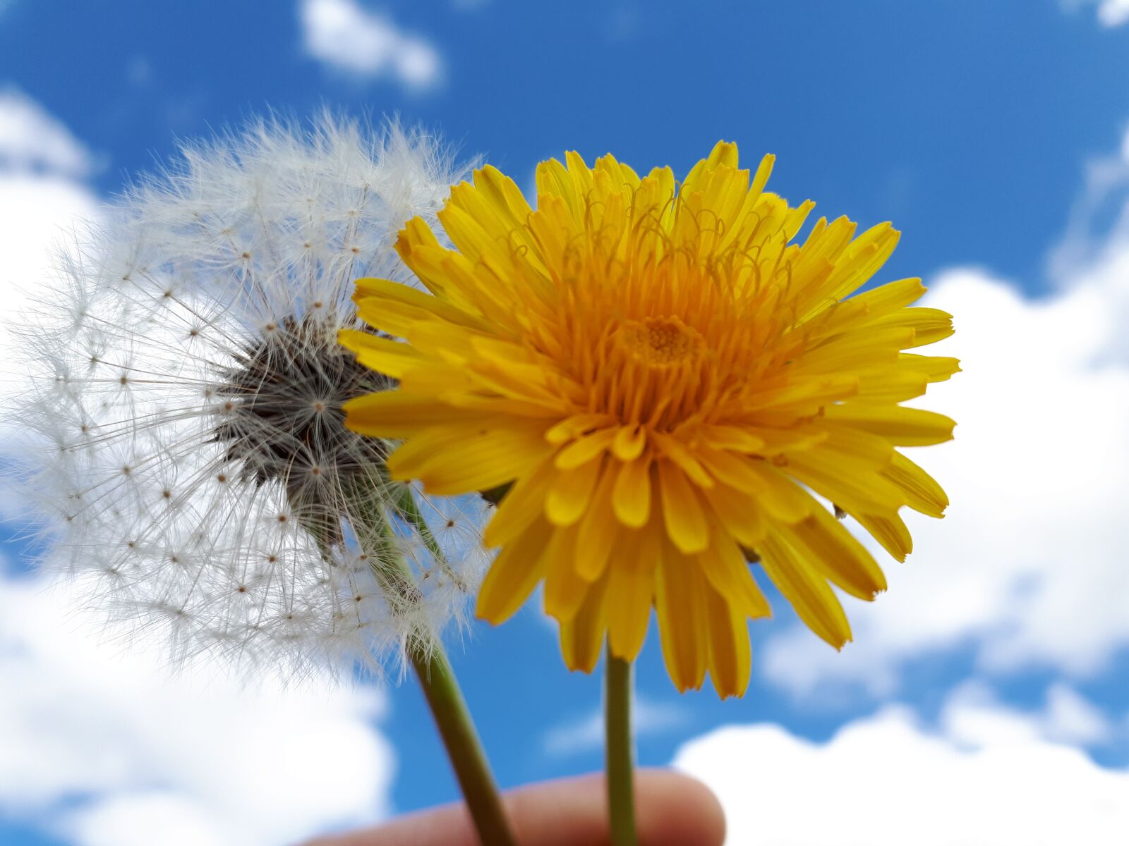 Samsung Galaxy A5(2017) sample photo. Dandelion, spring, nature photography