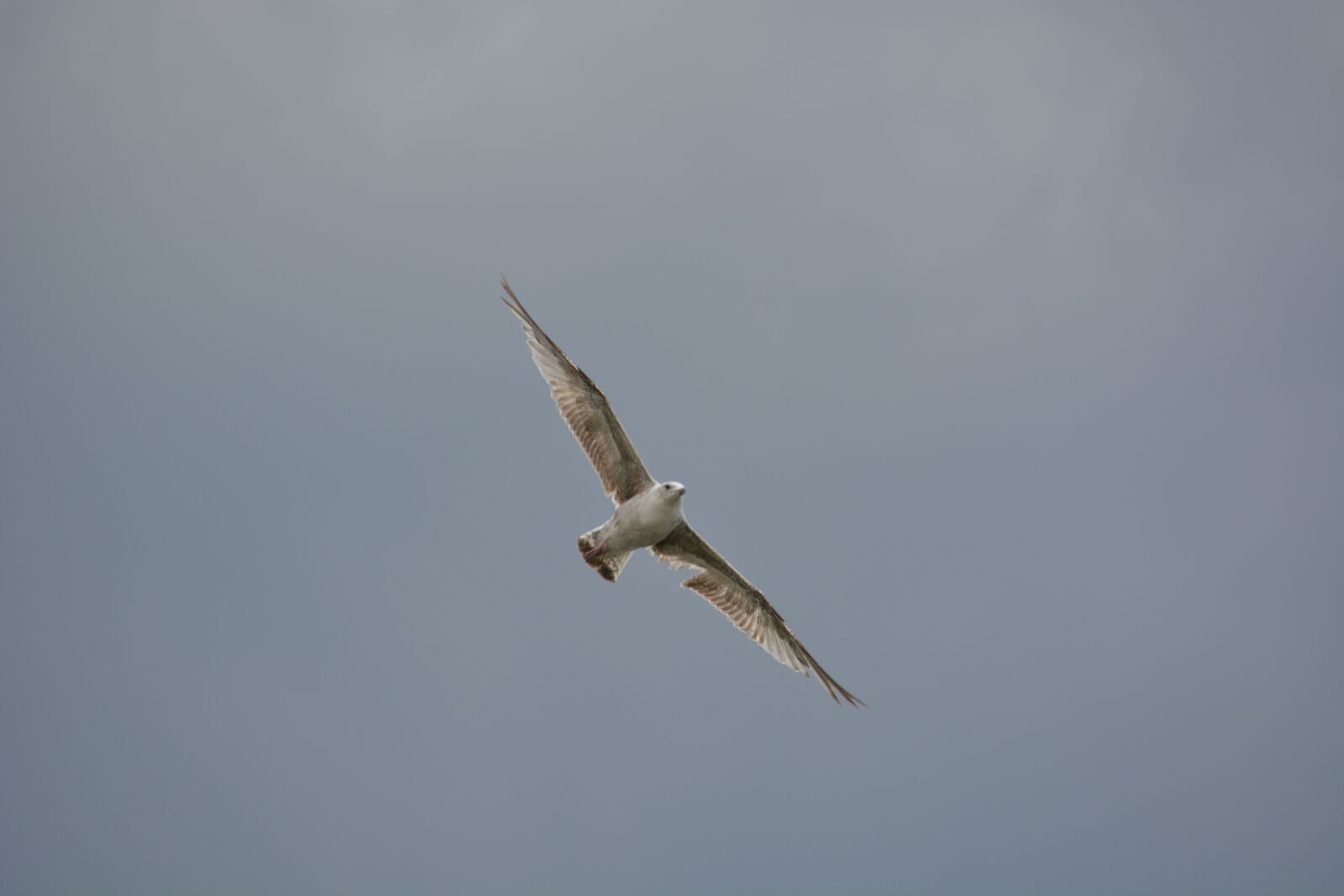 Nikon D5200 sample photo. Bird, bird in flight photography