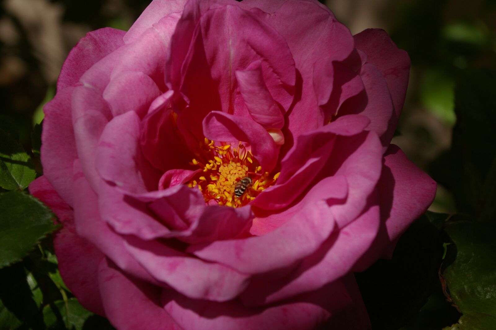 Pentax K100D Super sample photo. Flower, rose, pink photography