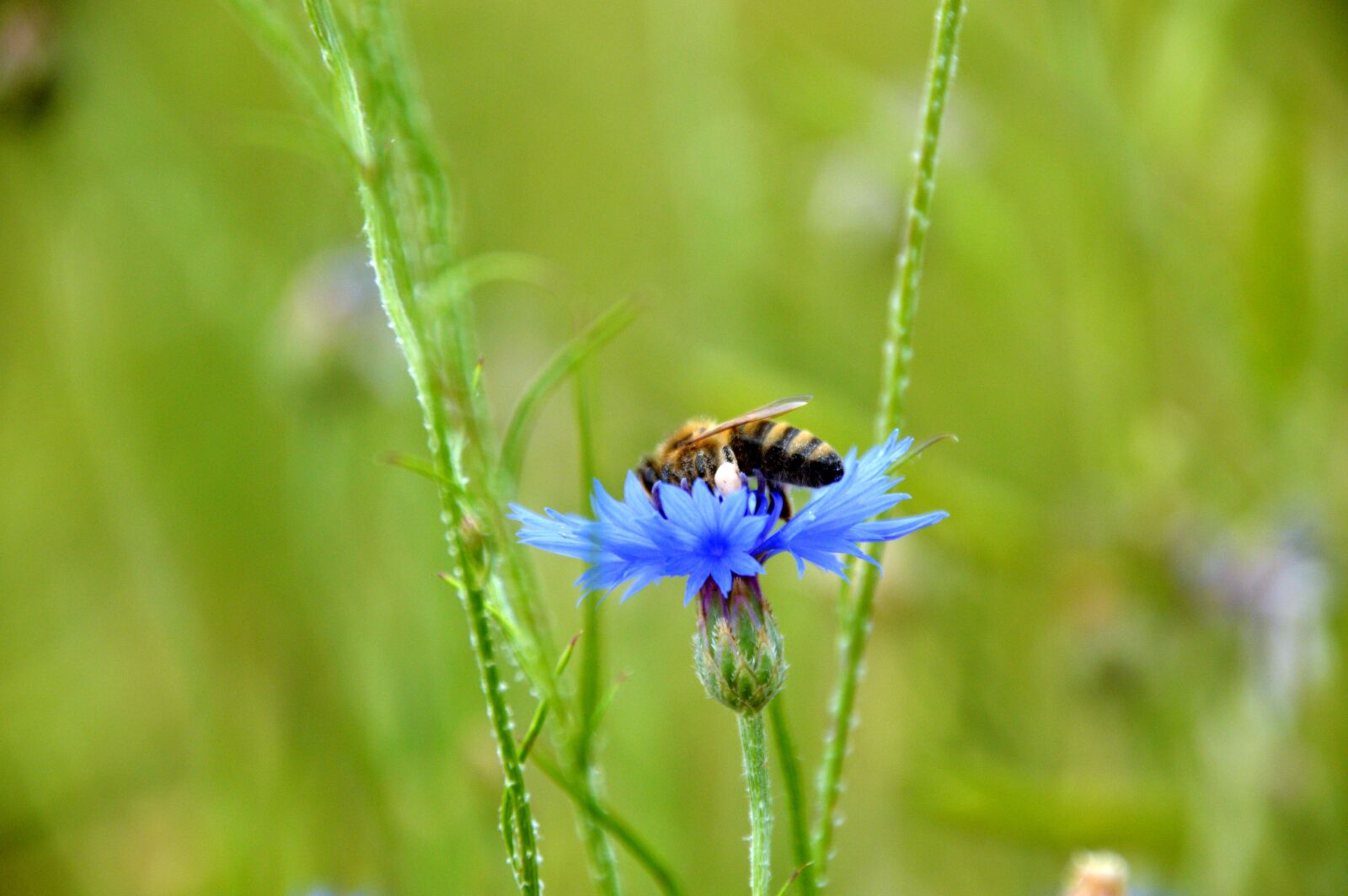 Nikon D3200 sample photo. Kornblume, biene, natur photography