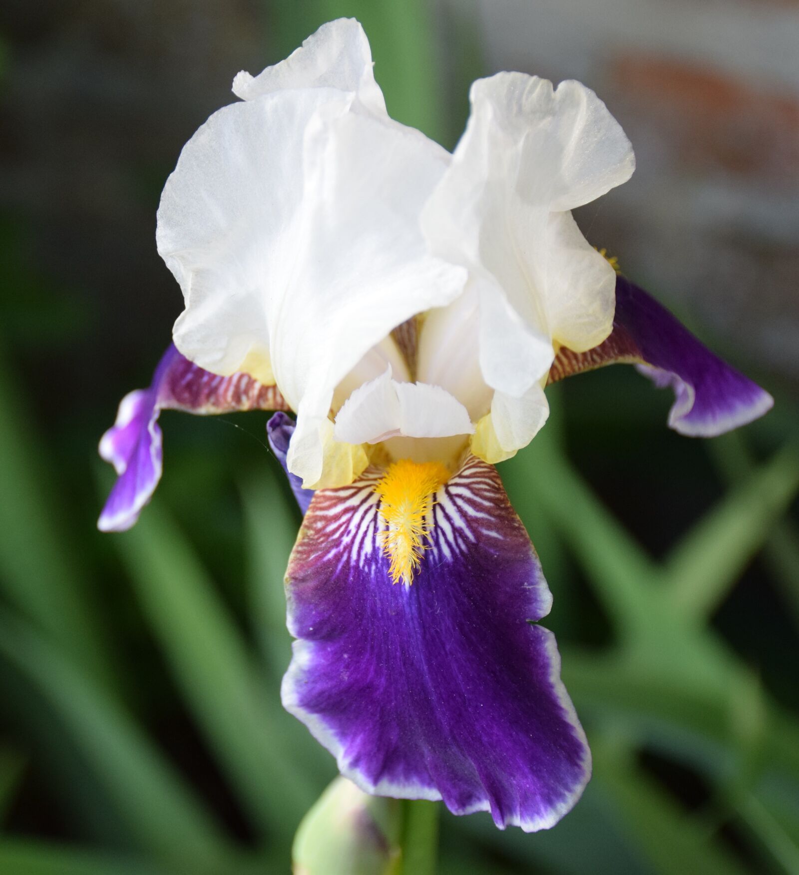 Nikon D5300 sample photo. Iris, flower, nature photography