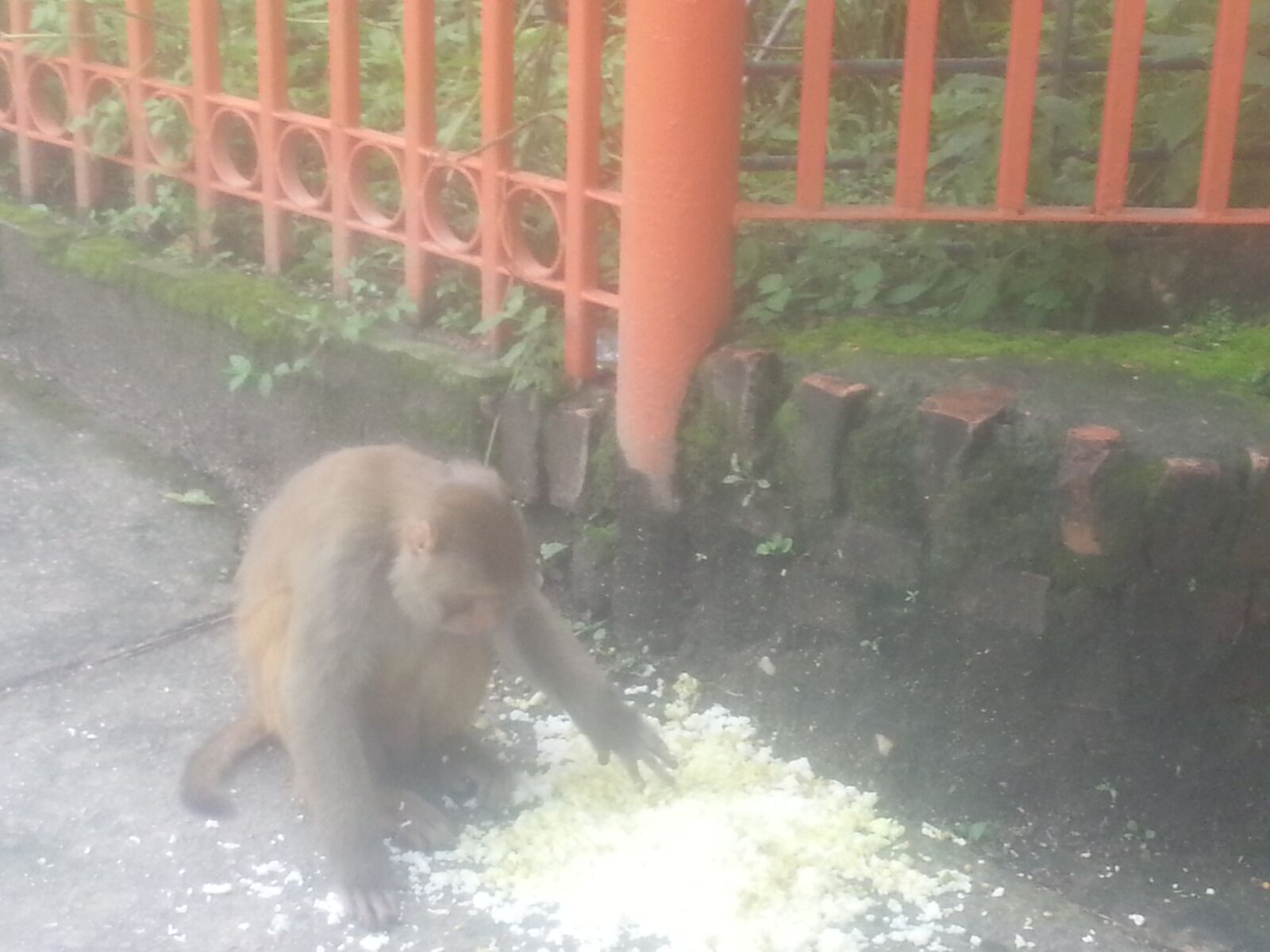 Samsung Galaxy S3 sample photo. Monkey, eating, rice photography