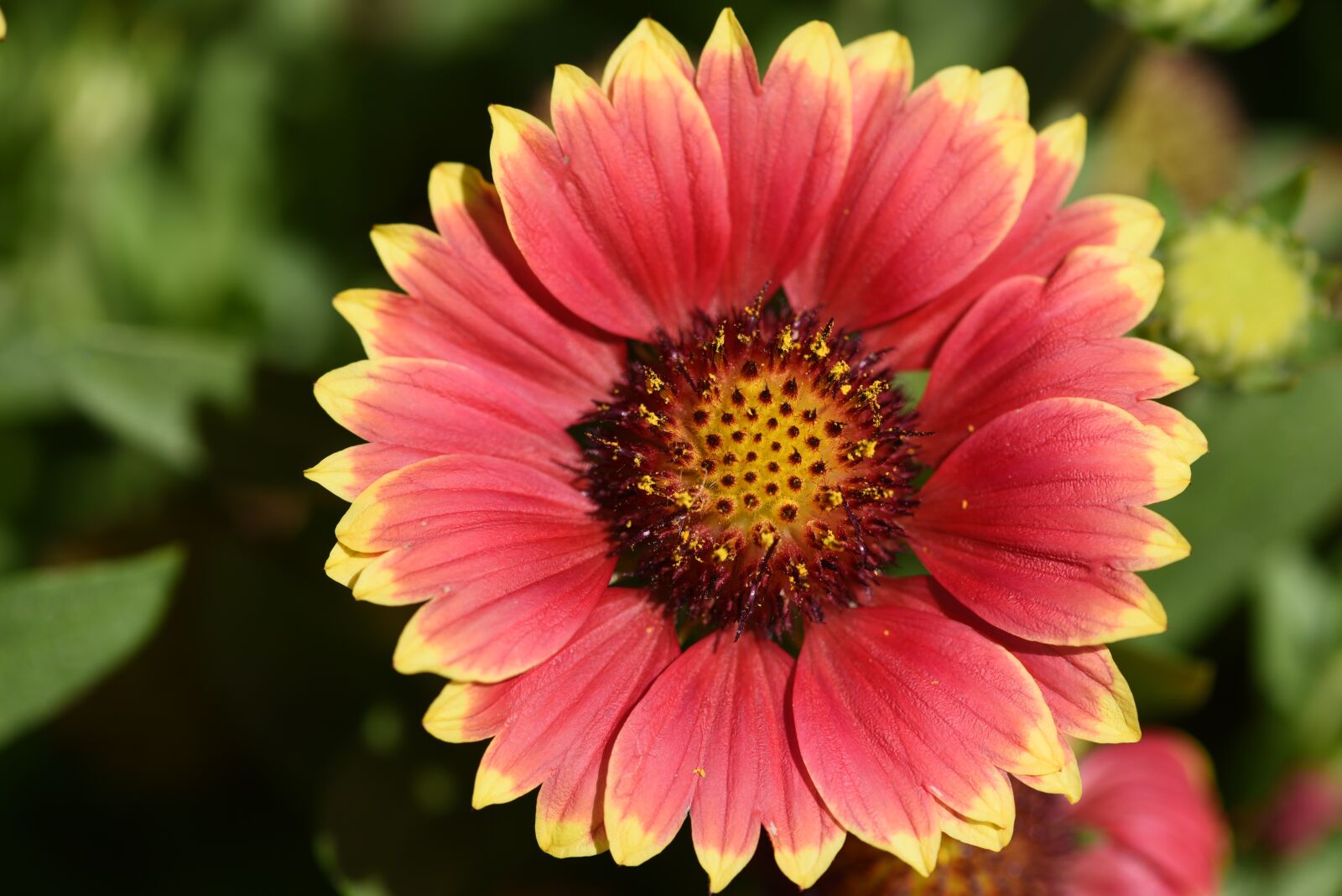 Nikon D750 sample photo. Blanket flower, flower, wildflower photography