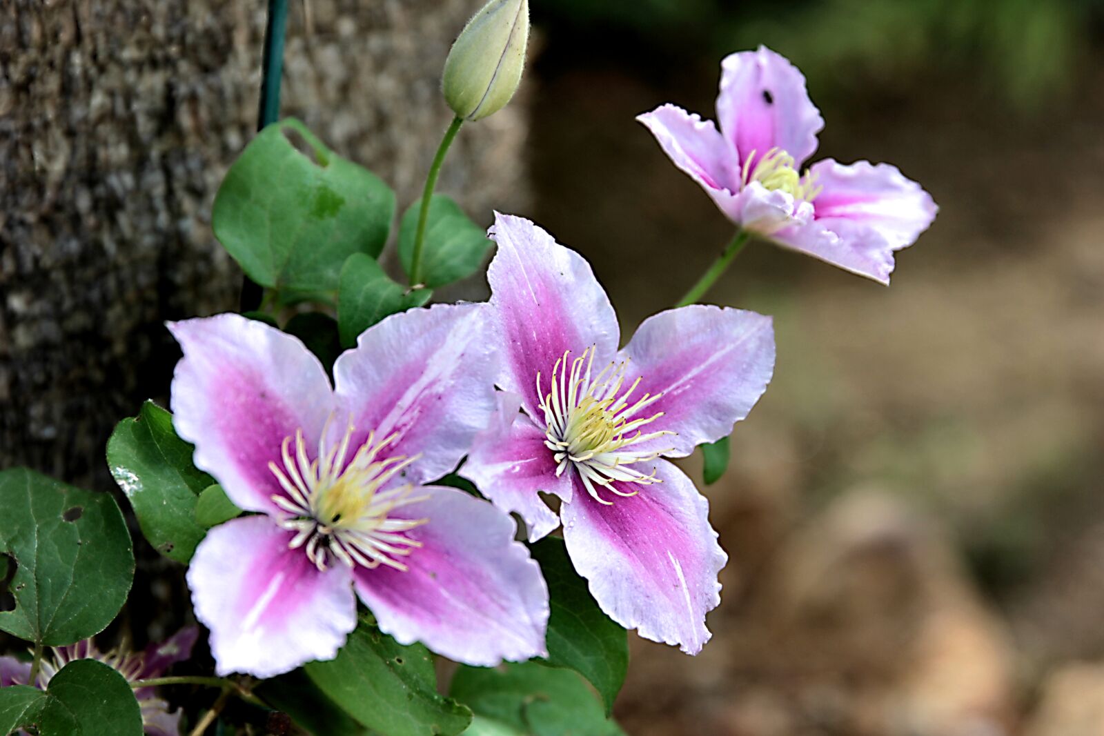Canon EOS 550D (EOS Rebel T2i / EOS Kiss X4) sample photo. Clematis, plant, flower photography