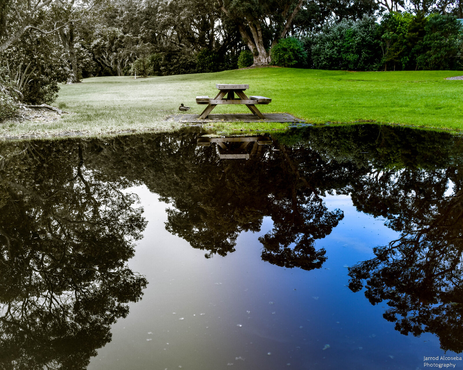 Nikon D3400 sample photo. Dslr, garden, pond, light photography