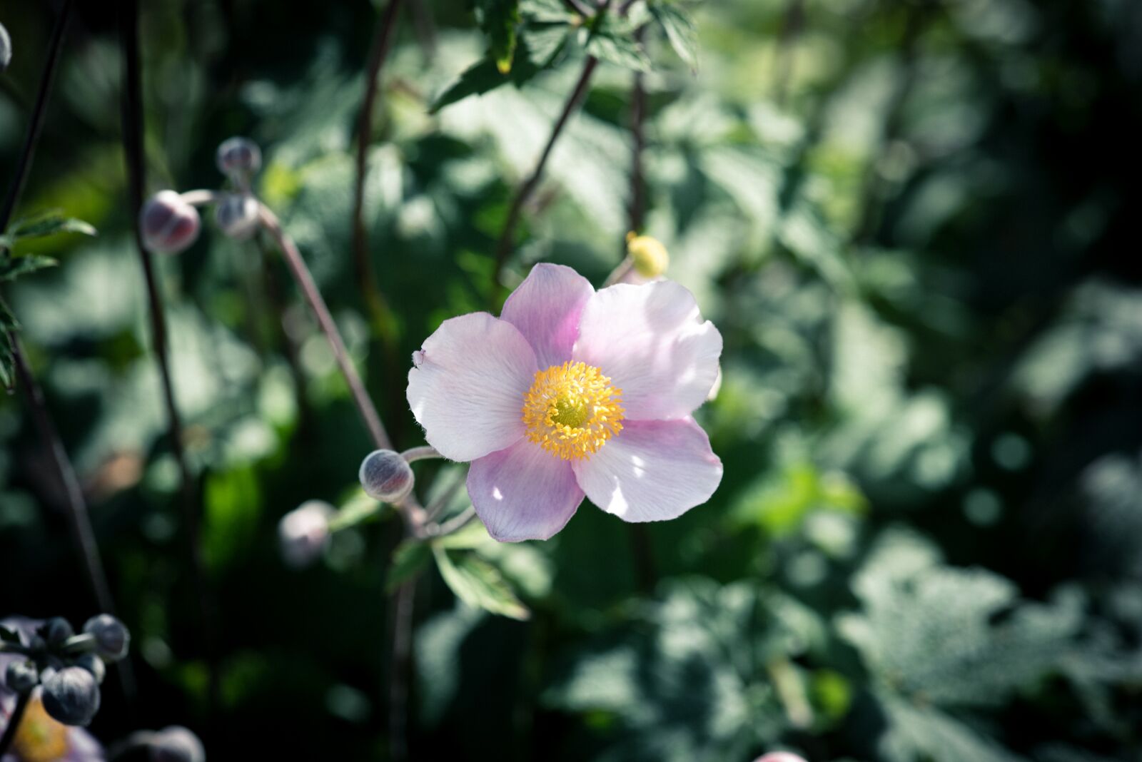 Nikon D750 sample photo. Fall anemone, flower, pink photography