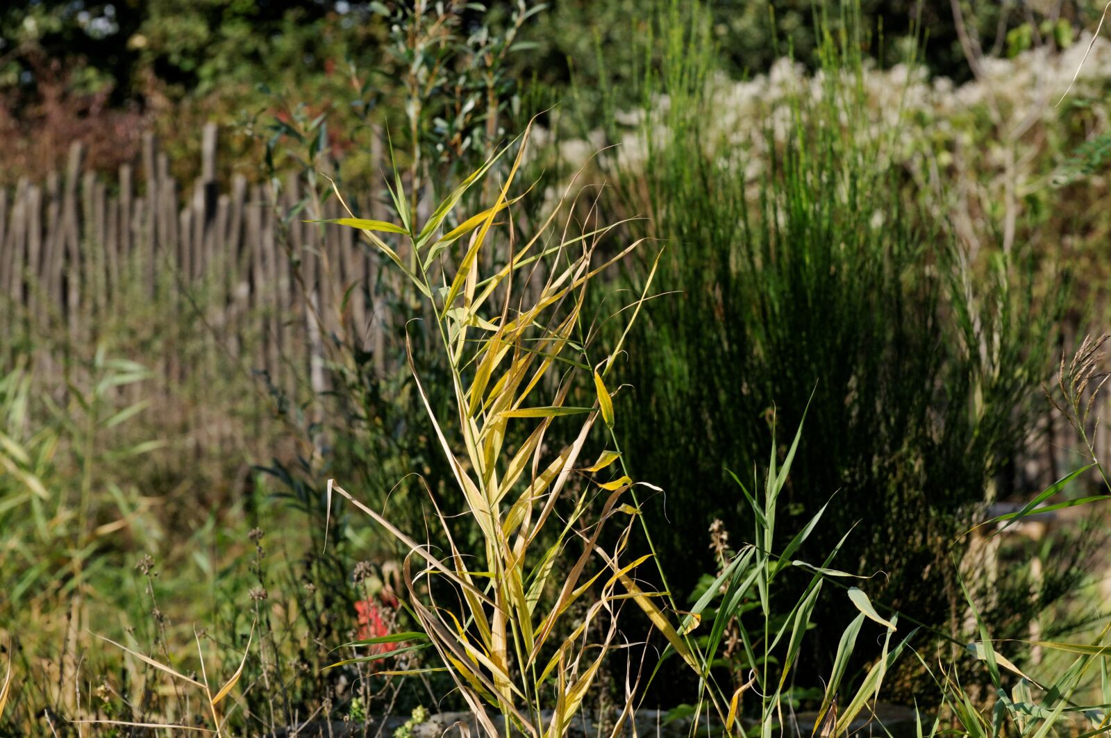 Nikon D300 sample photo. Reed, teichplanze, marsh plant photography