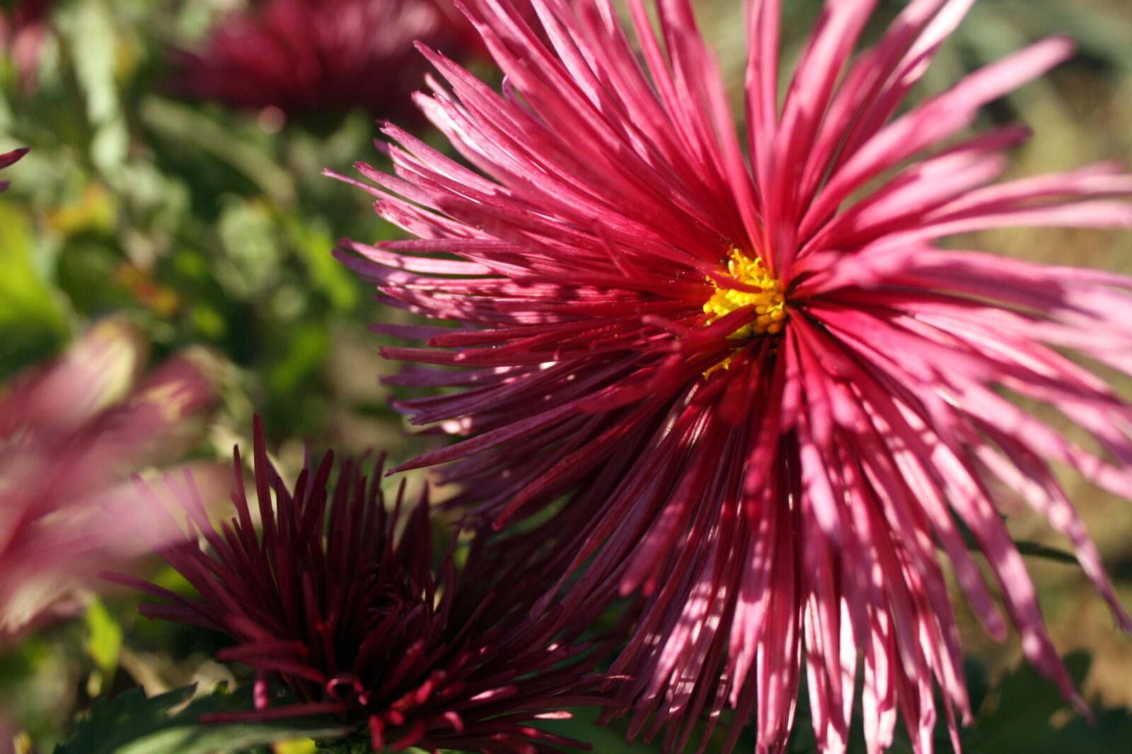 Canon EOS 450D (EOS Rebel XSi / EOS Kiss X2) sample photo. Chrysanthemum, indian summer, flowers photography