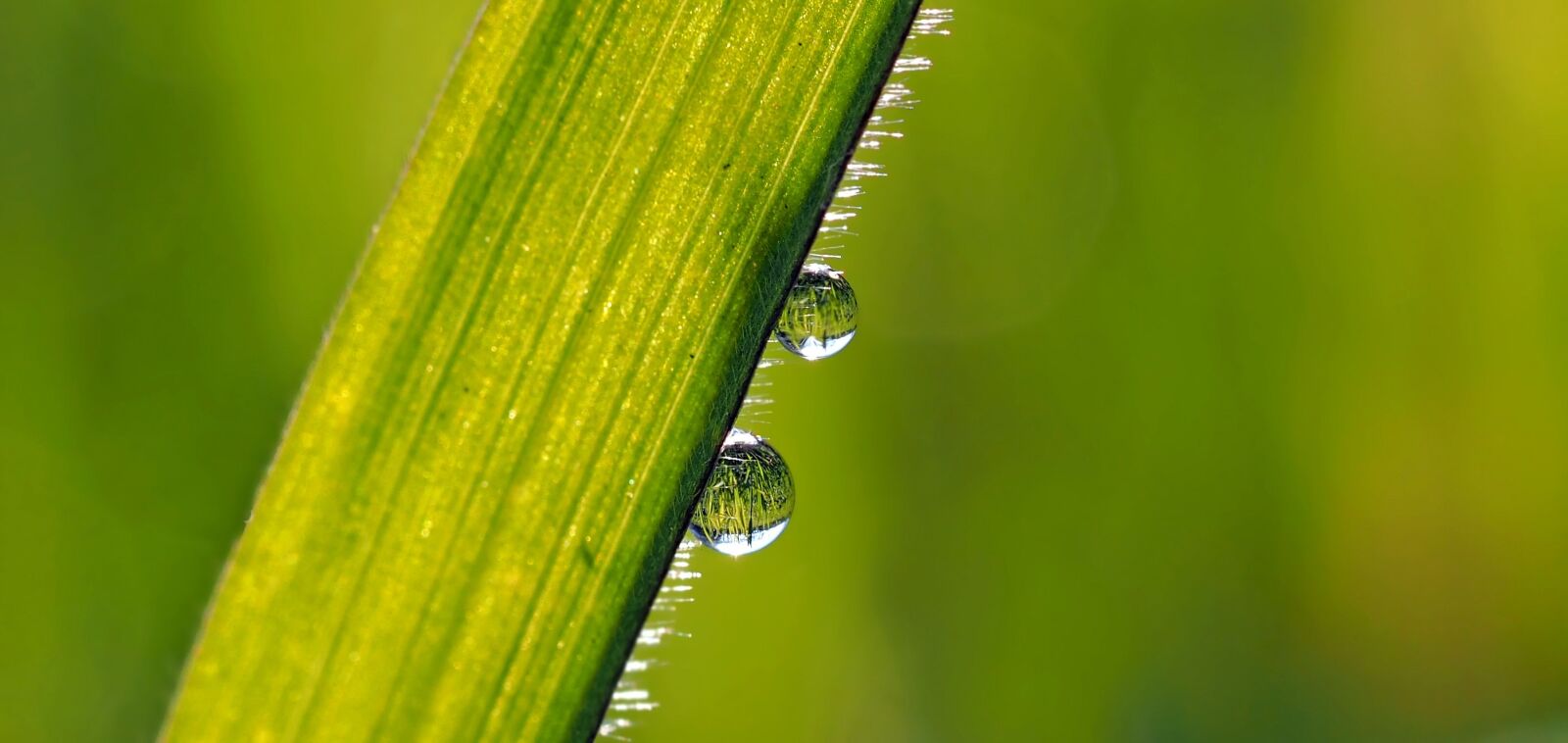 Olympus M.Zuiko Digital ED 60mm F2.8 Macro sample photo. Drip, dew, mirror photography