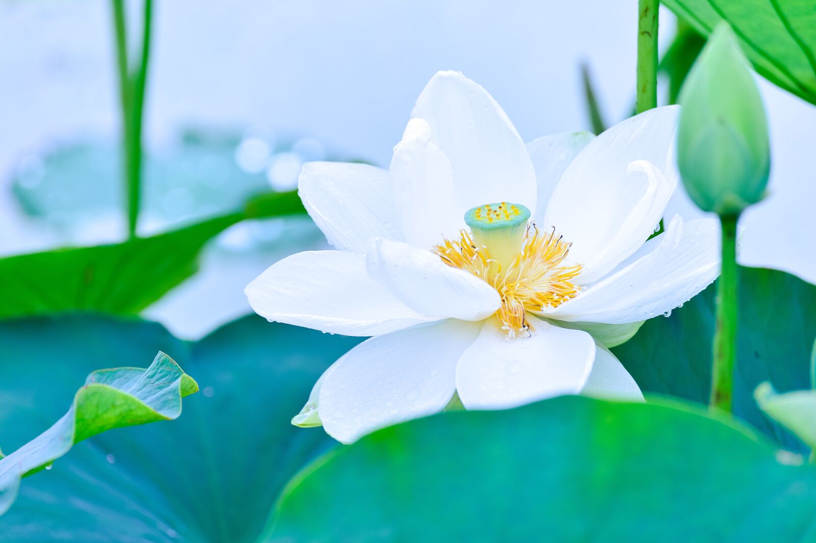 Nikon Df sample photo. Natural, plant, in the photography