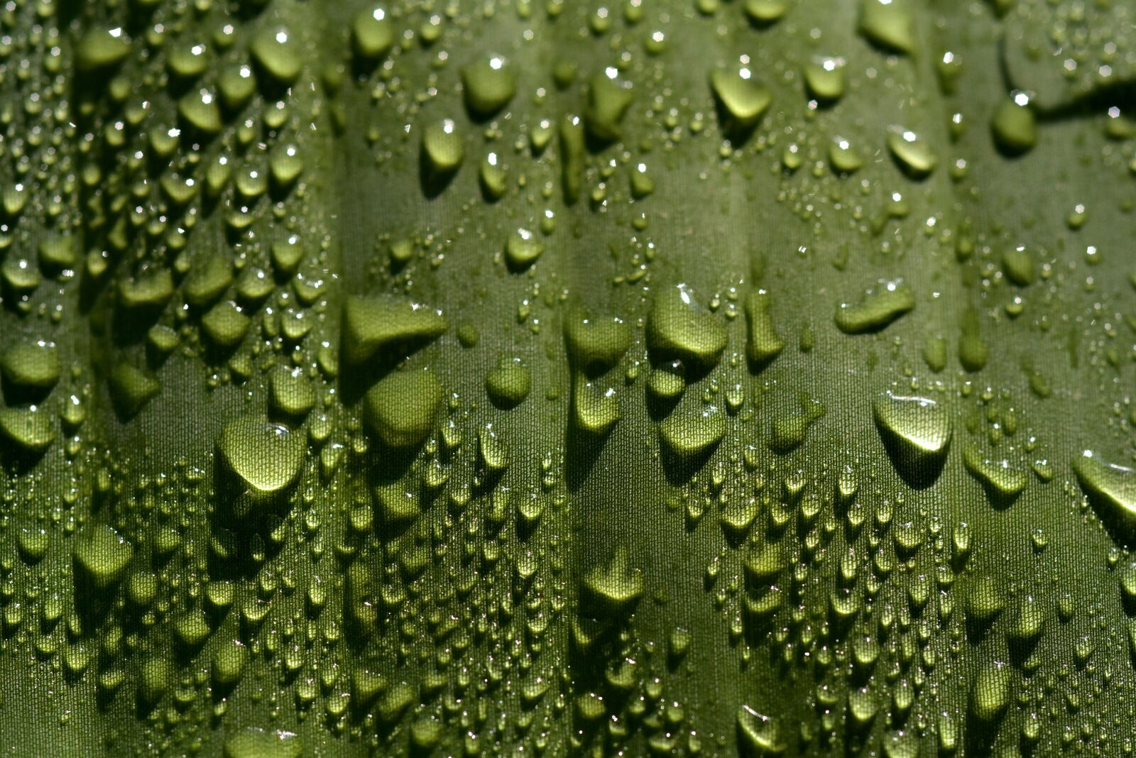 Nikon D750 sample photo. Banana leaf, close up photography