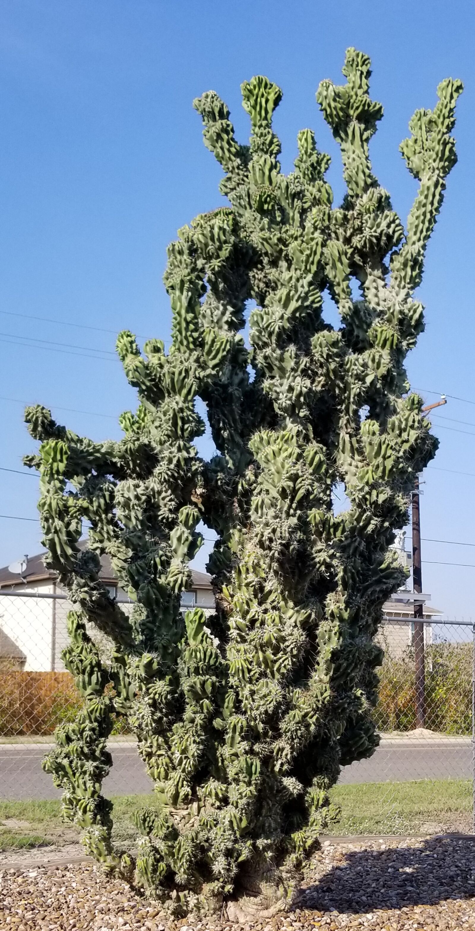 Samsung Galaxy S8 sample photo. Cactus, large cacti, desert photography