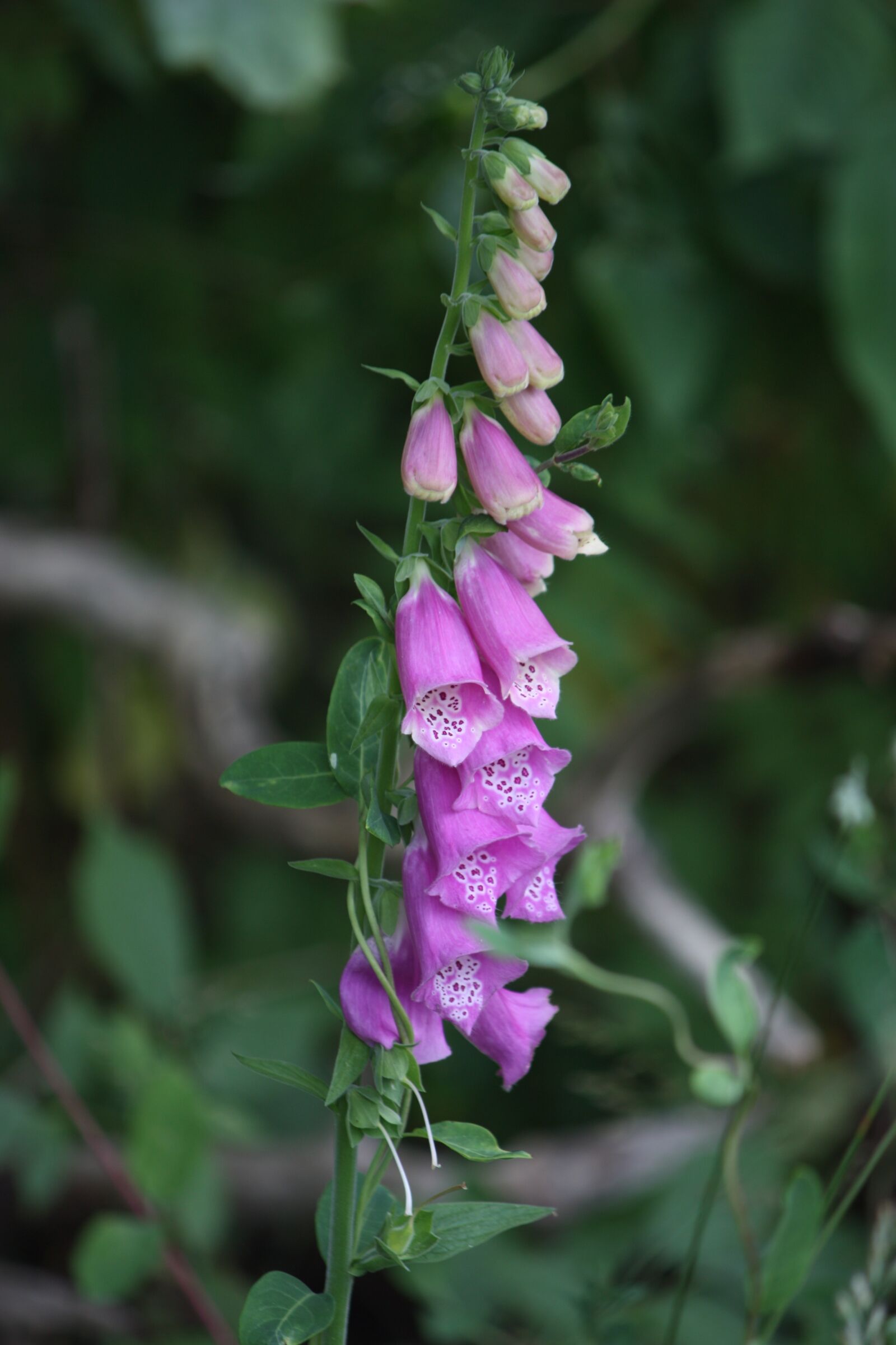 Canon EOS 450D (EOS Rebel XSi / EOS Kiss X2) sample photo. Foxglove, garden, summer photography