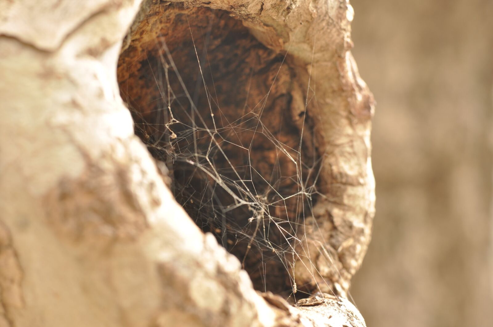 Nikon D90 sample photo. Spider, web, spiderweb photography