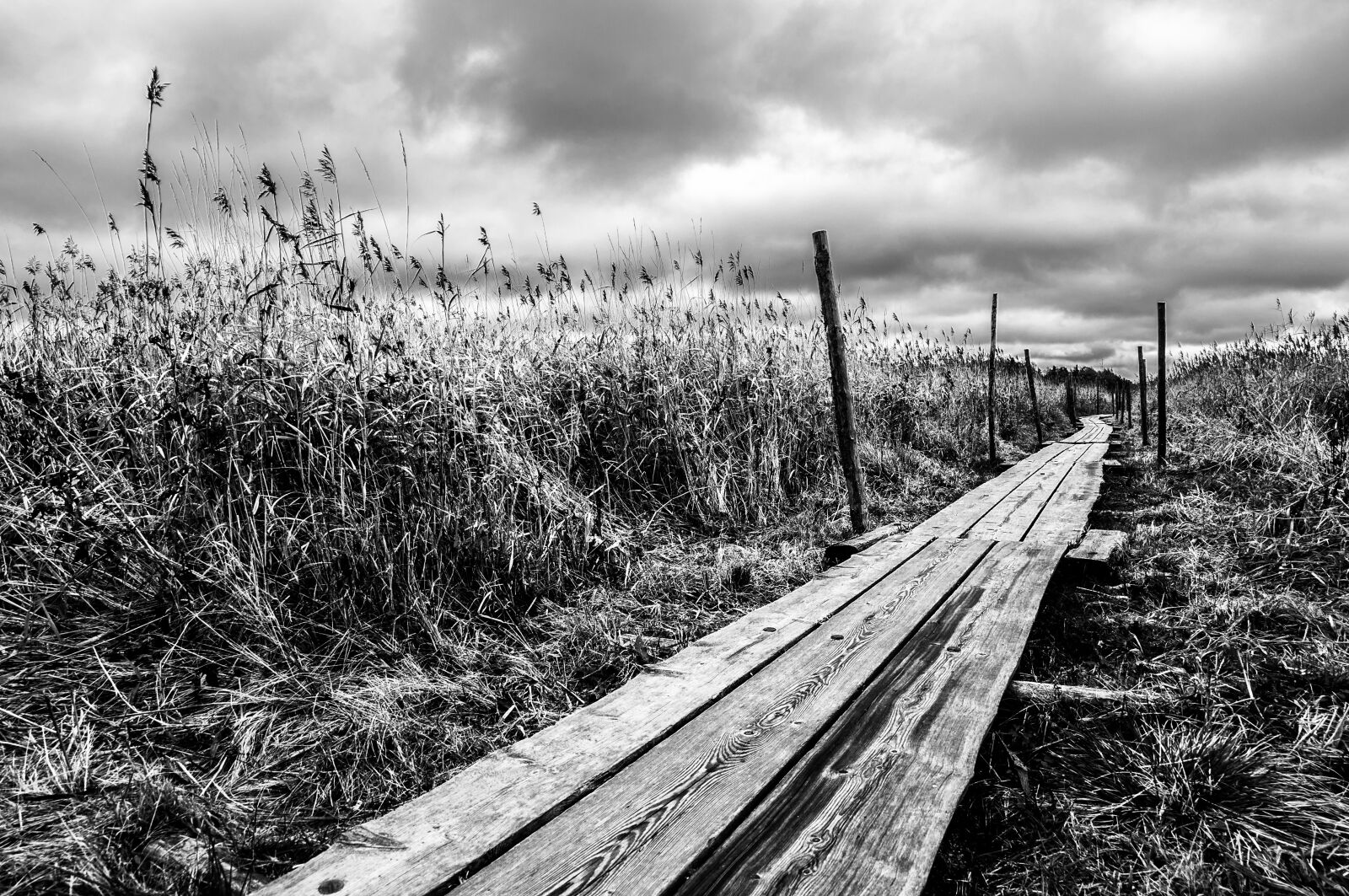 Nikon D5000 sample photo. Reed, pathway, grass photography