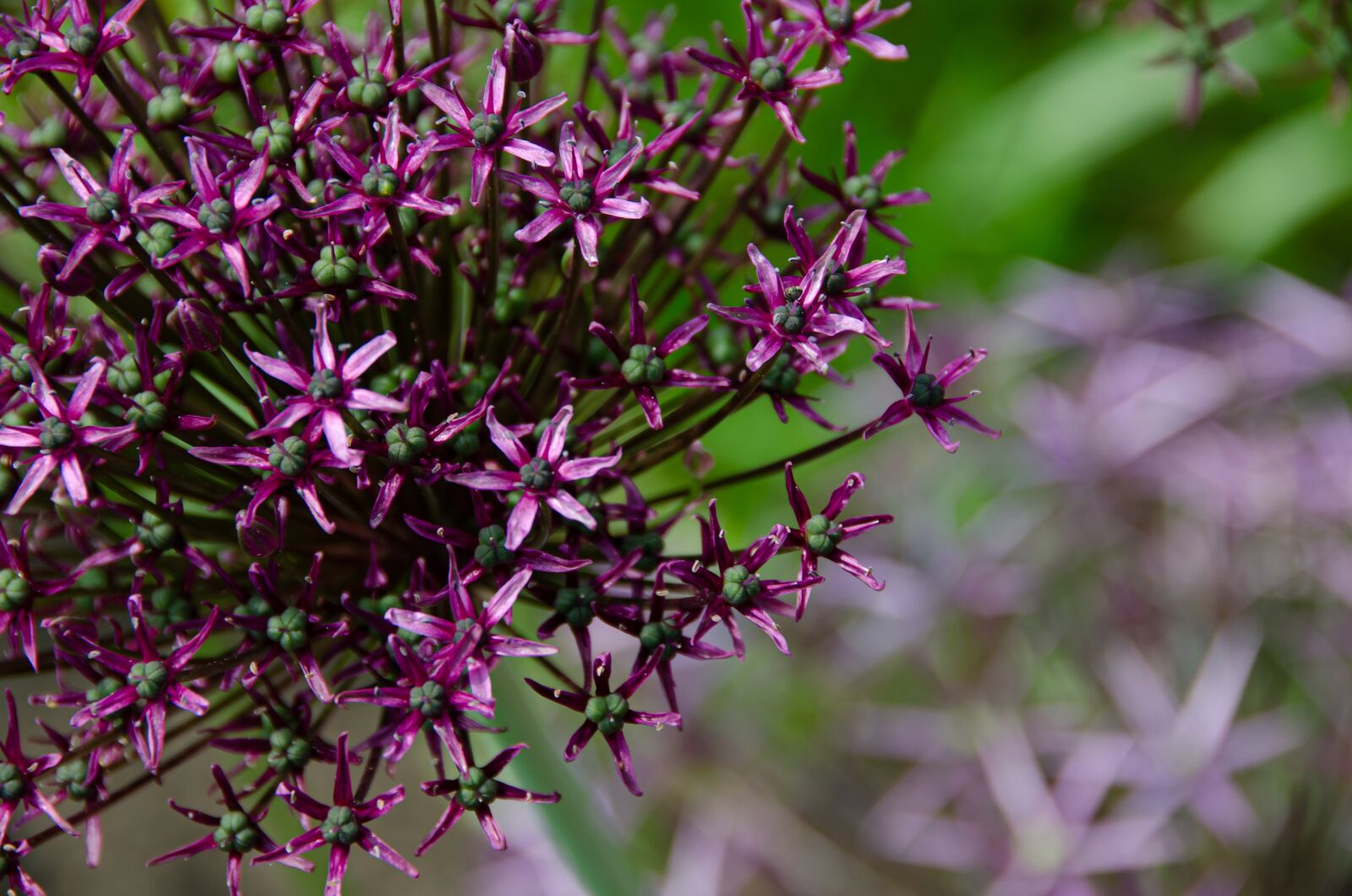 Nikon D7000 sample photo. Ornamental onion, leek, allium photography
