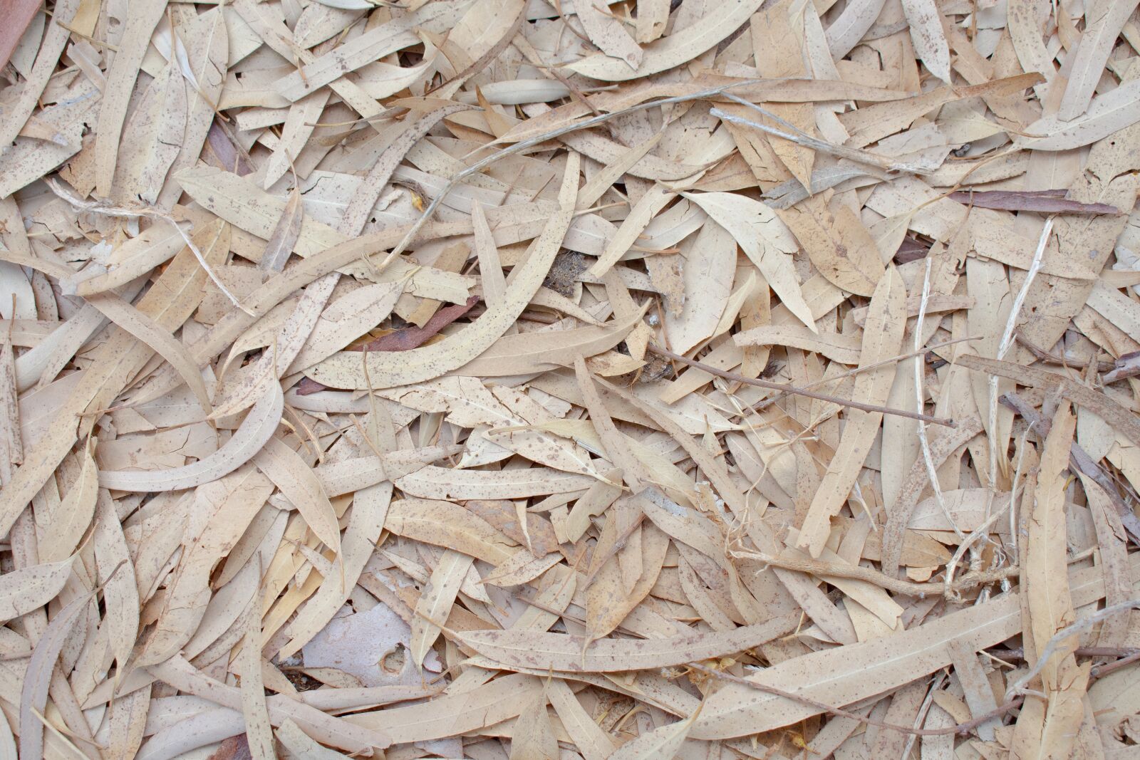 Nikon D7200 sample photo. Willow, autumn, fallen leaves photography