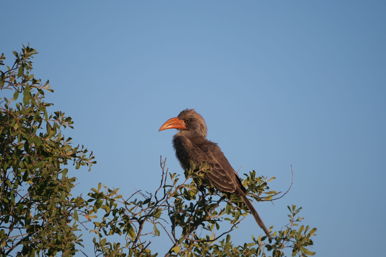 Panasonic Lumix DC-G9 sample photo. Toko, bird, botswana photography