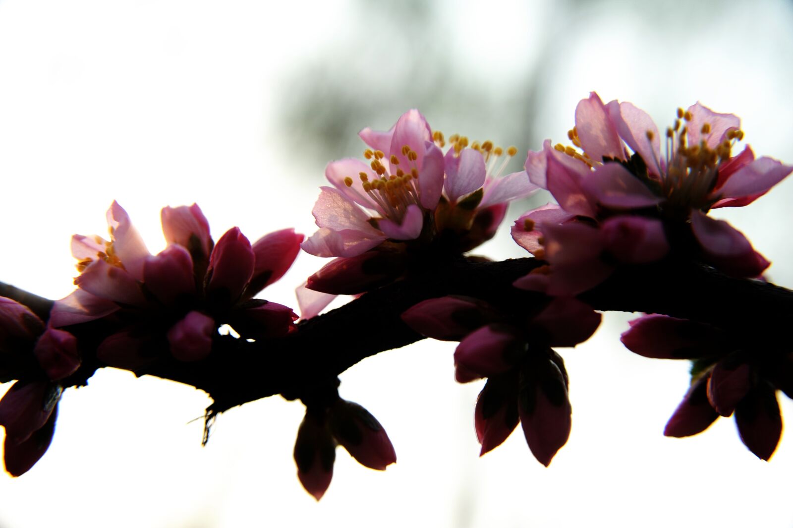 Nikon D700 sample photo. Flowers, flowering, plant photography