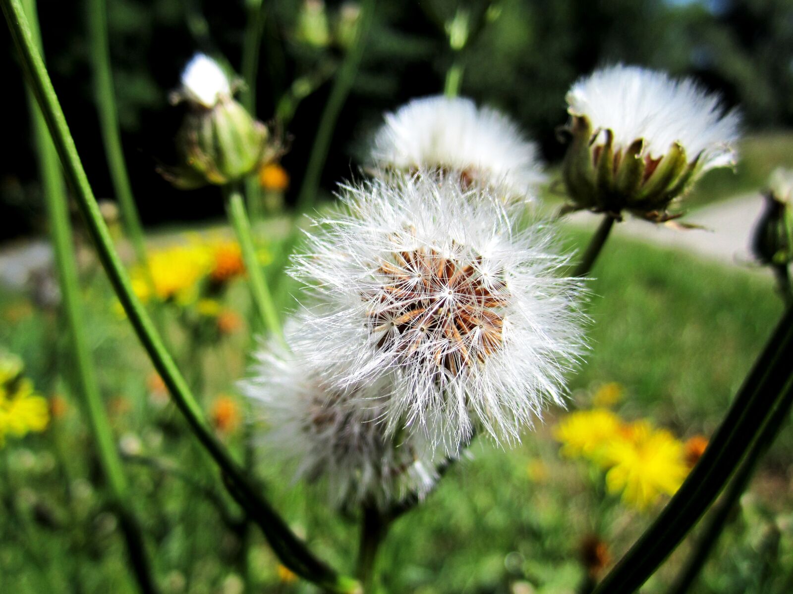 Canon PowerShot SD1400 IS (IXUS 130 / IXY 400F) sample photo. Dandelion, nature, flower photography