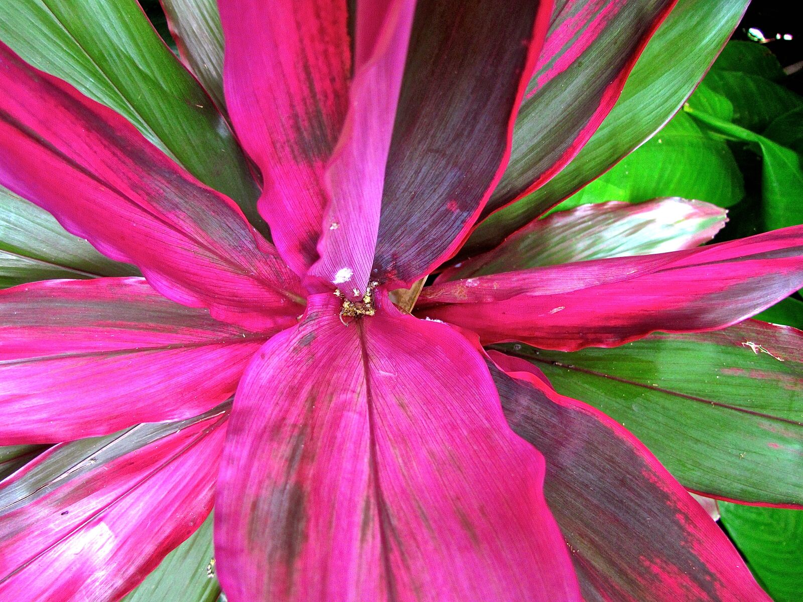 Canon PowerShot SX30 IS sample photo. Flower, pink, nature photography