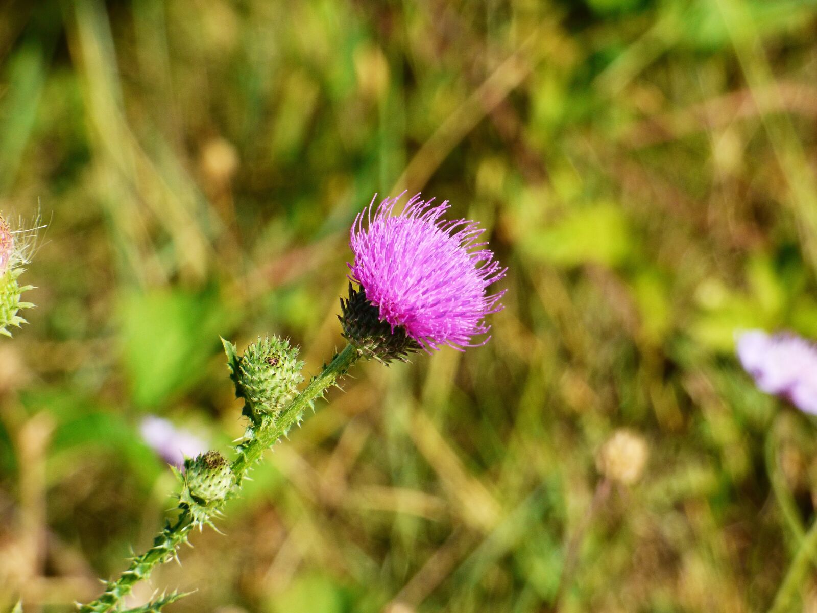 Panasonic DMC-FZ72 sample photo. Plant, flower, thistle photography