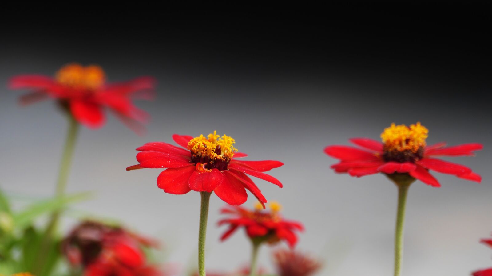 Panasonic Lumix DMC-GH3 sample photo. Flowers, spring, spring flowers photography