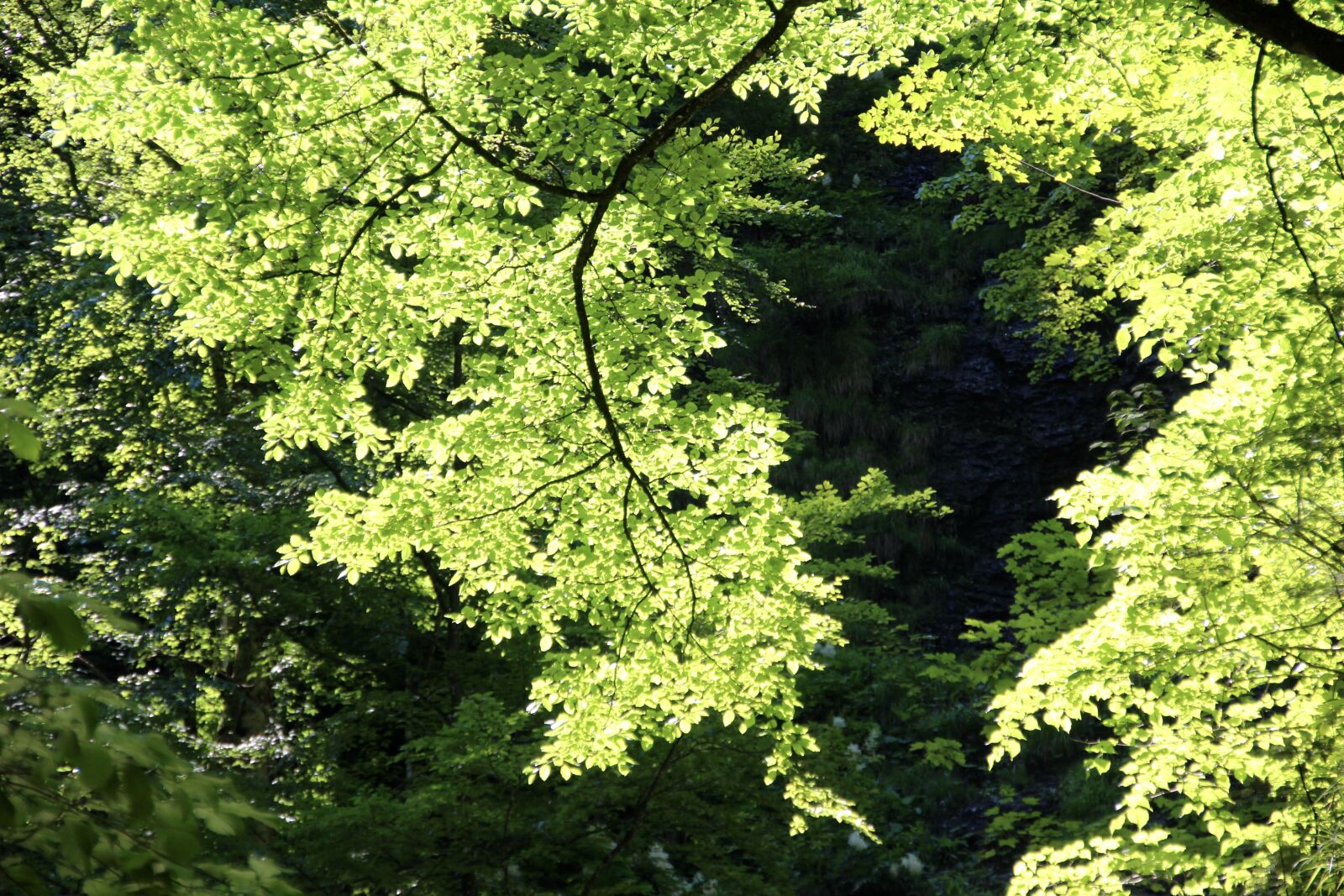 Canon EOS 600D (Rebel EOS T3i / EOS Kiss X5) sample photo. Spring, green, trees photography