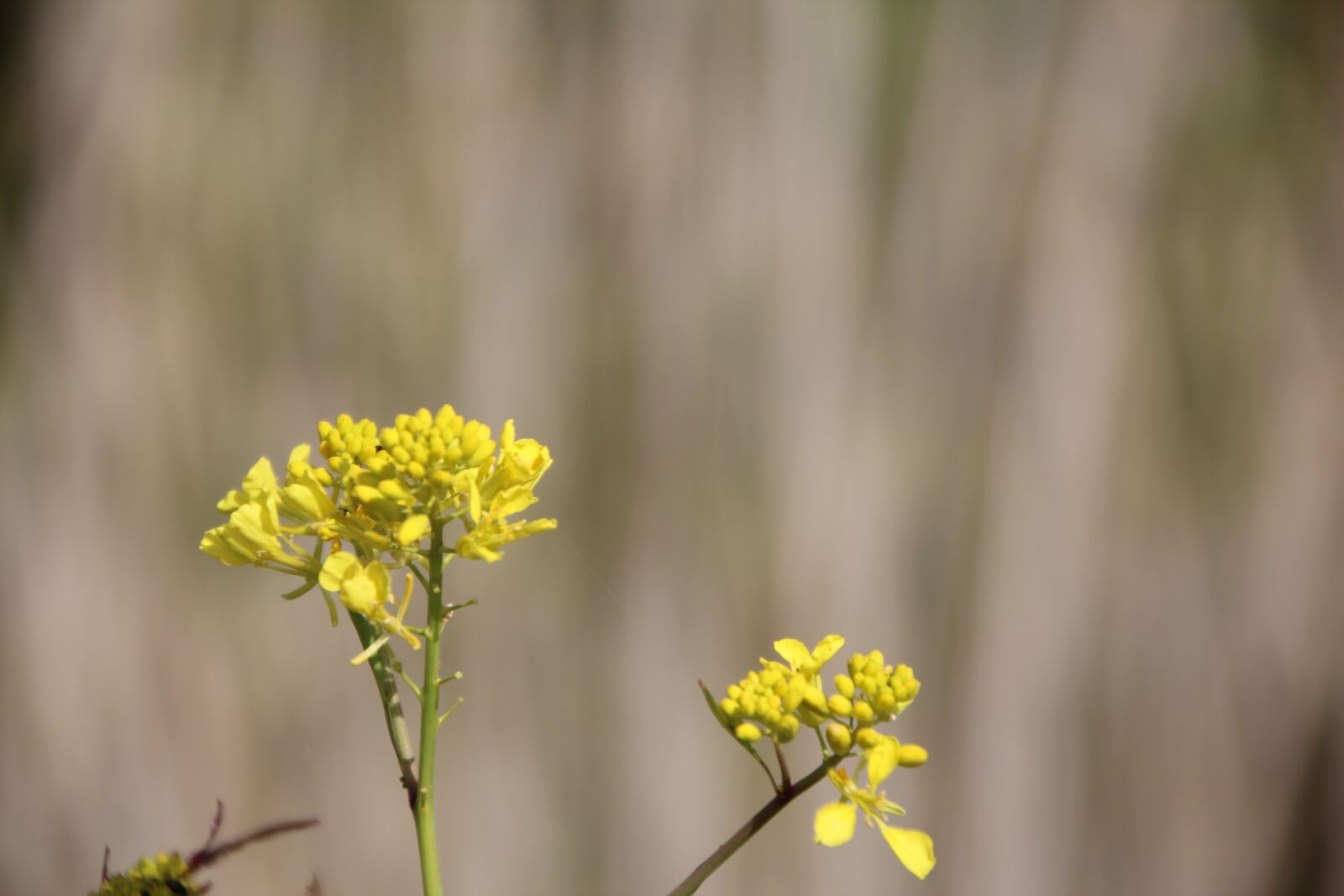 Canon EOS 600D (Rebel EOS T3i / EOS Kiss X5) sample photo. Wild flowers, herb, flower photography
