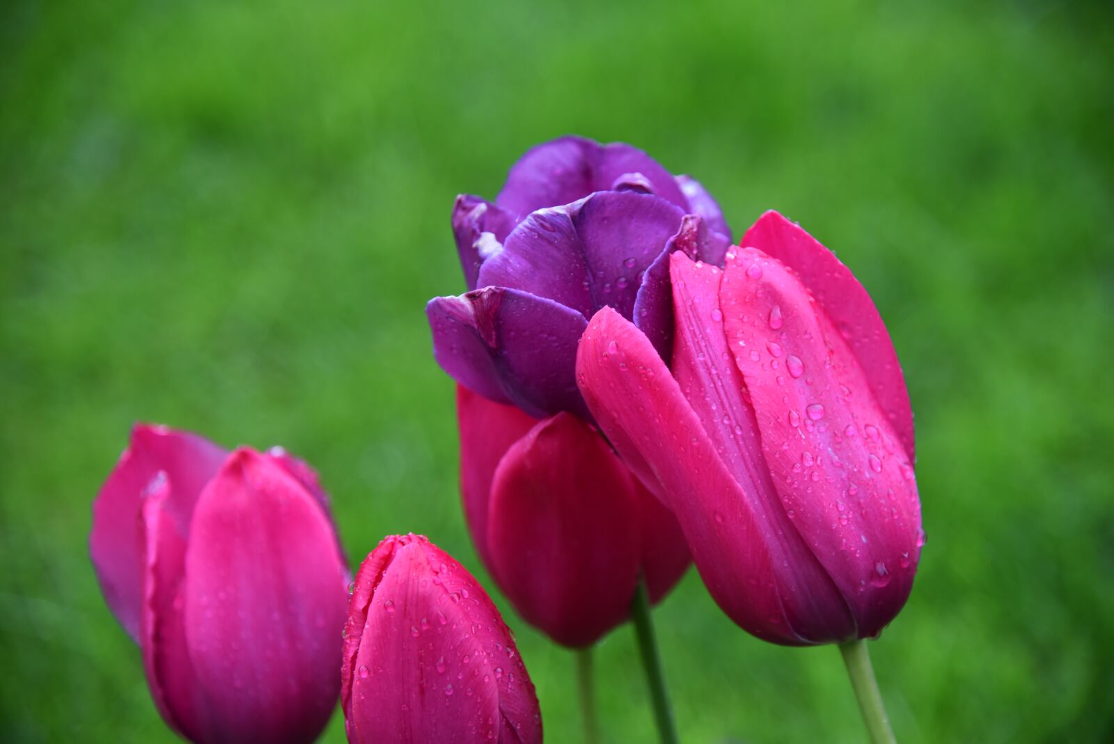 Nikon D750 sample photo. Tulips, rain, wet photography