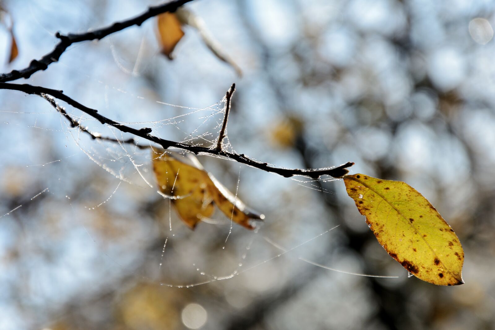 Nikon D7100 sample photo. Nature, leaf, natural photography