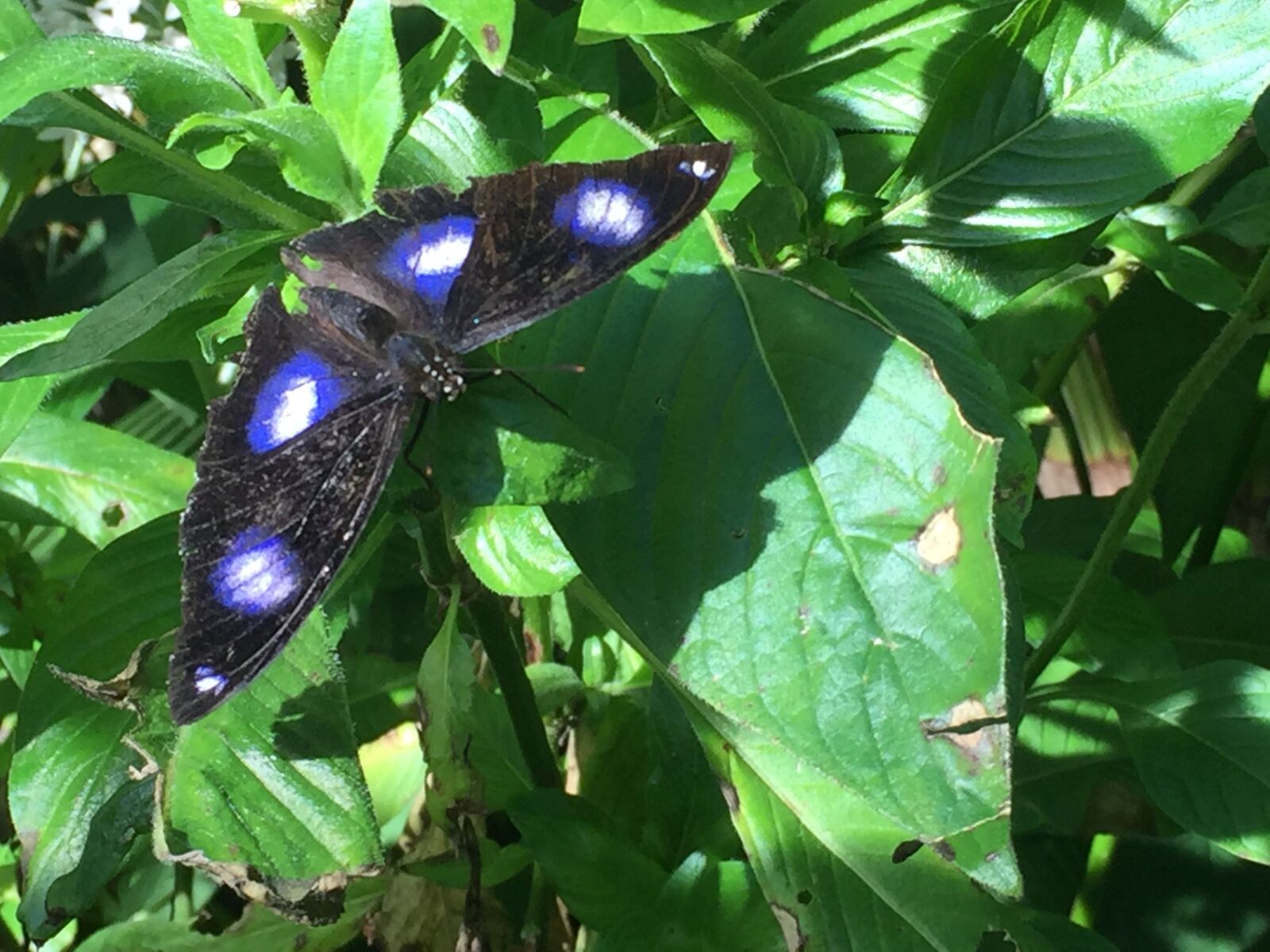 iPhone 6 Plus back camera 4.15mm f/2.2 sample photo. Butterfly, nature, butterflies photography