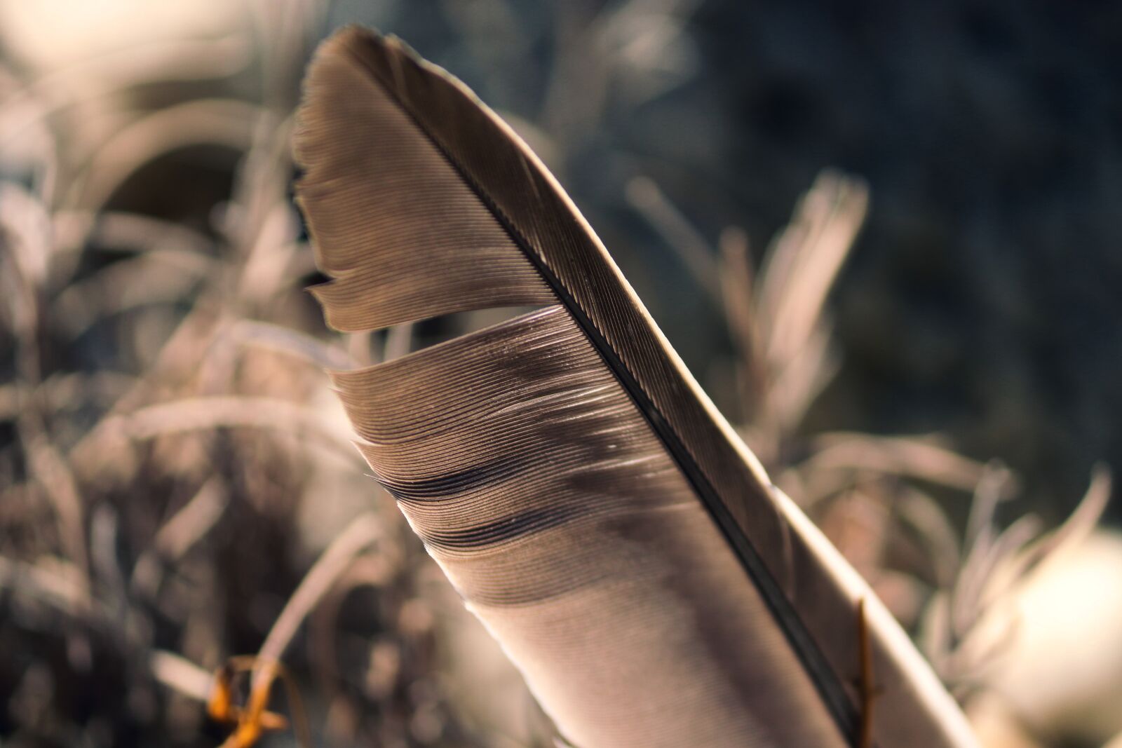 Canon EF-S 55-250mm F4-5.6 IS II sample photo. Bird feather, feather, structure photography
