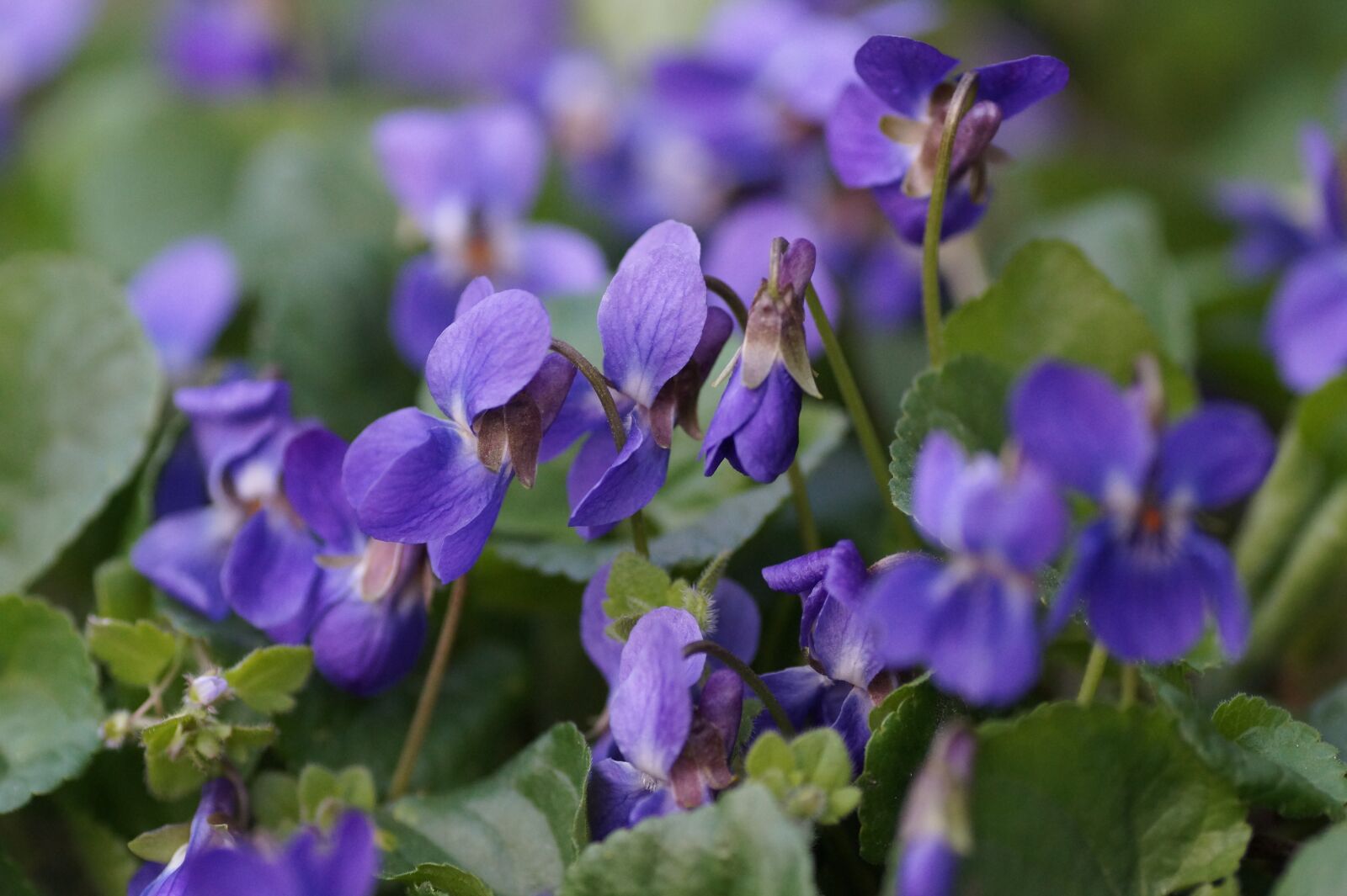 Sony SLT-A58 sample photo. Violets, purple, kvítek photography