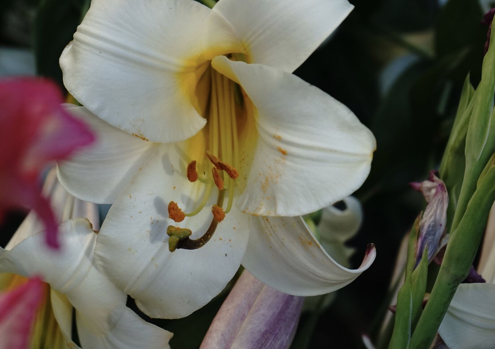 Sony a7 sample photo. Lily, petals, stamen photography