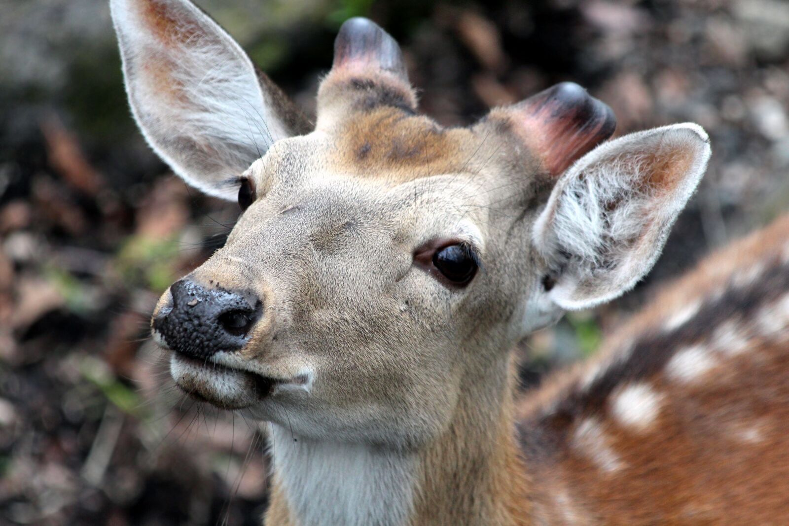 Canon EOS 650D (EOS Rebel T4i / EOS Kiss X6i) sample photo. Spotted deer, cervus nippon photography