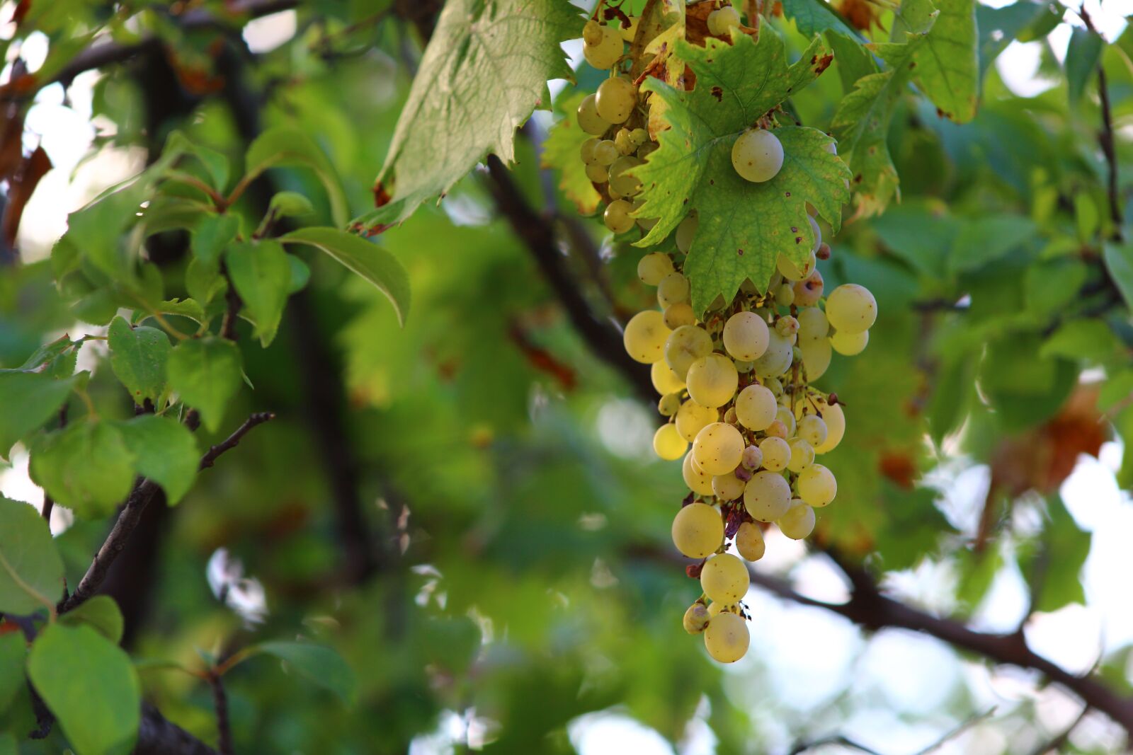 Canon EF75-300mm f/4-5.6 sample photo. Grapes, autumn, health photography