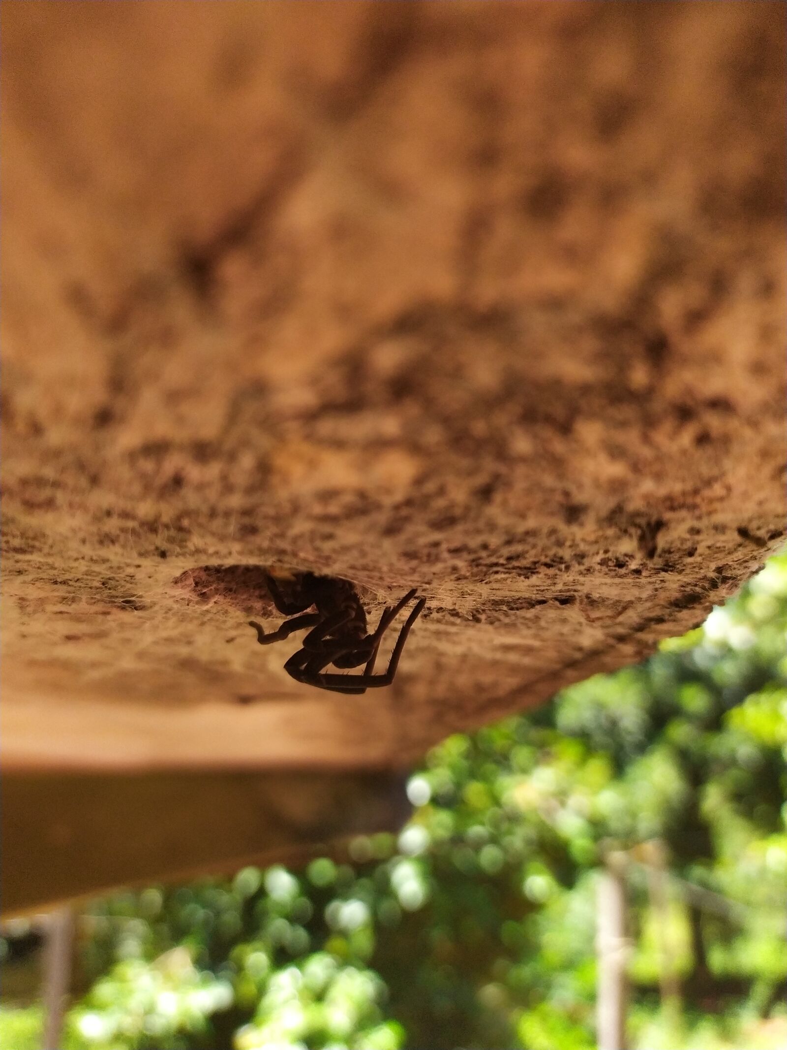 Xiaomi Redmi Note 7 sample photo. Spider, insects, networks photography