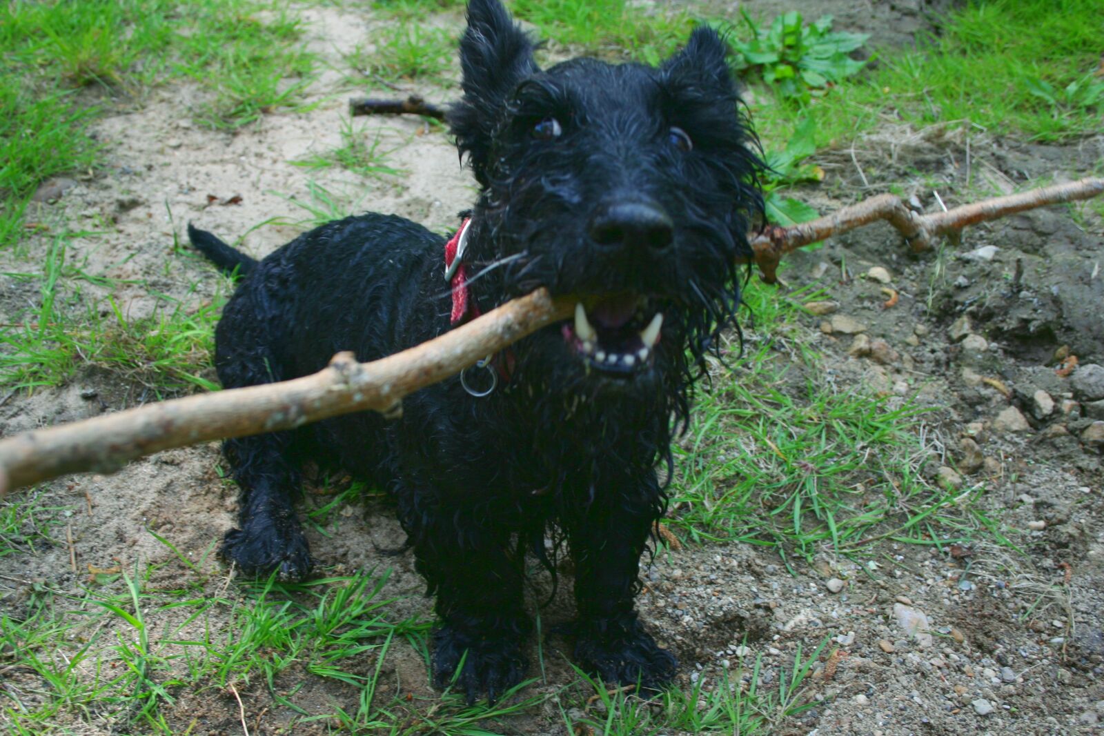 Canon EOS 350D (EOS Digital Rebel XT / EOS Kiss Digital N) sample photo. Dog, scottish terrier, scottie photography