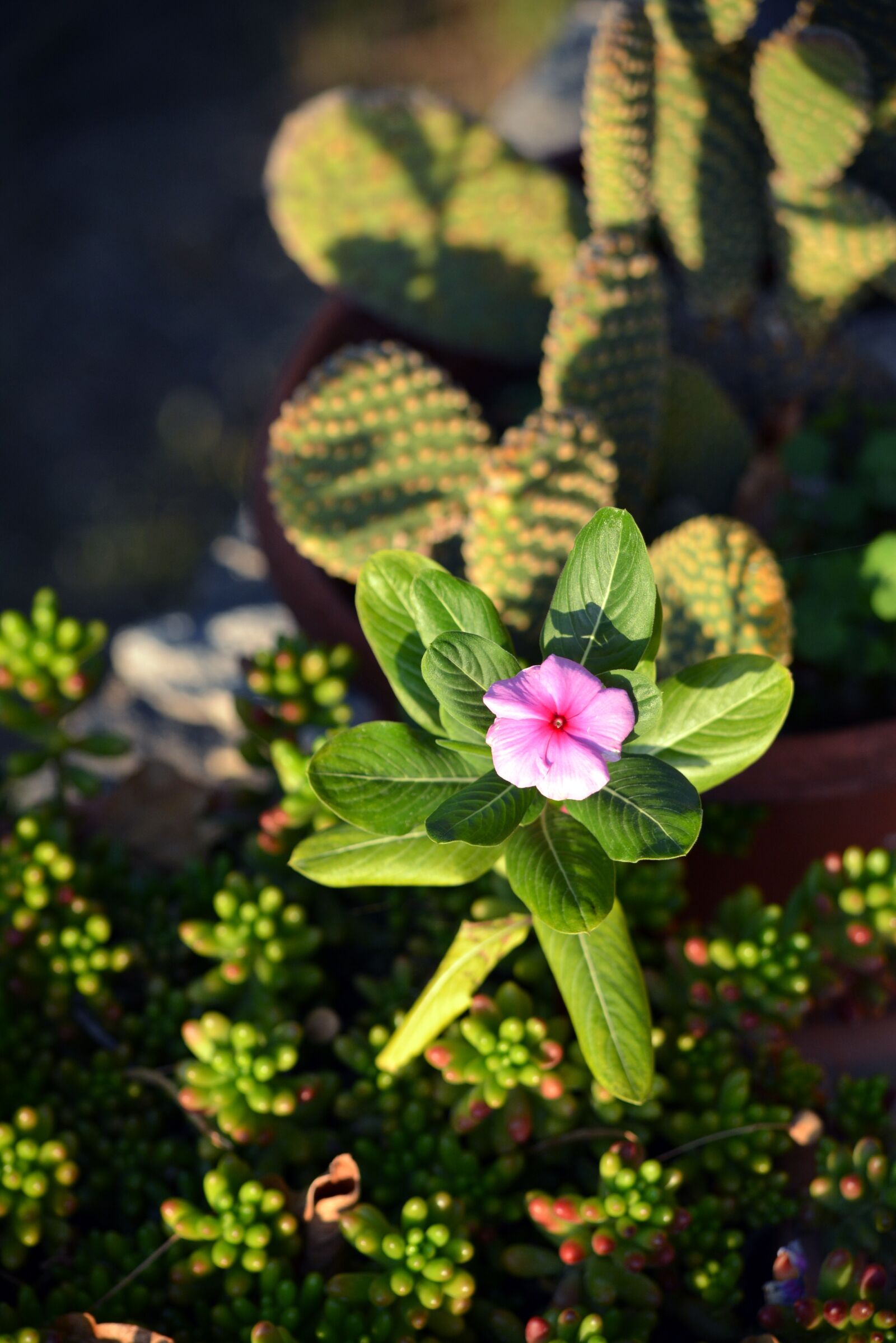 Nikon D5200 sample photo. Flower, cactus, leaf photography