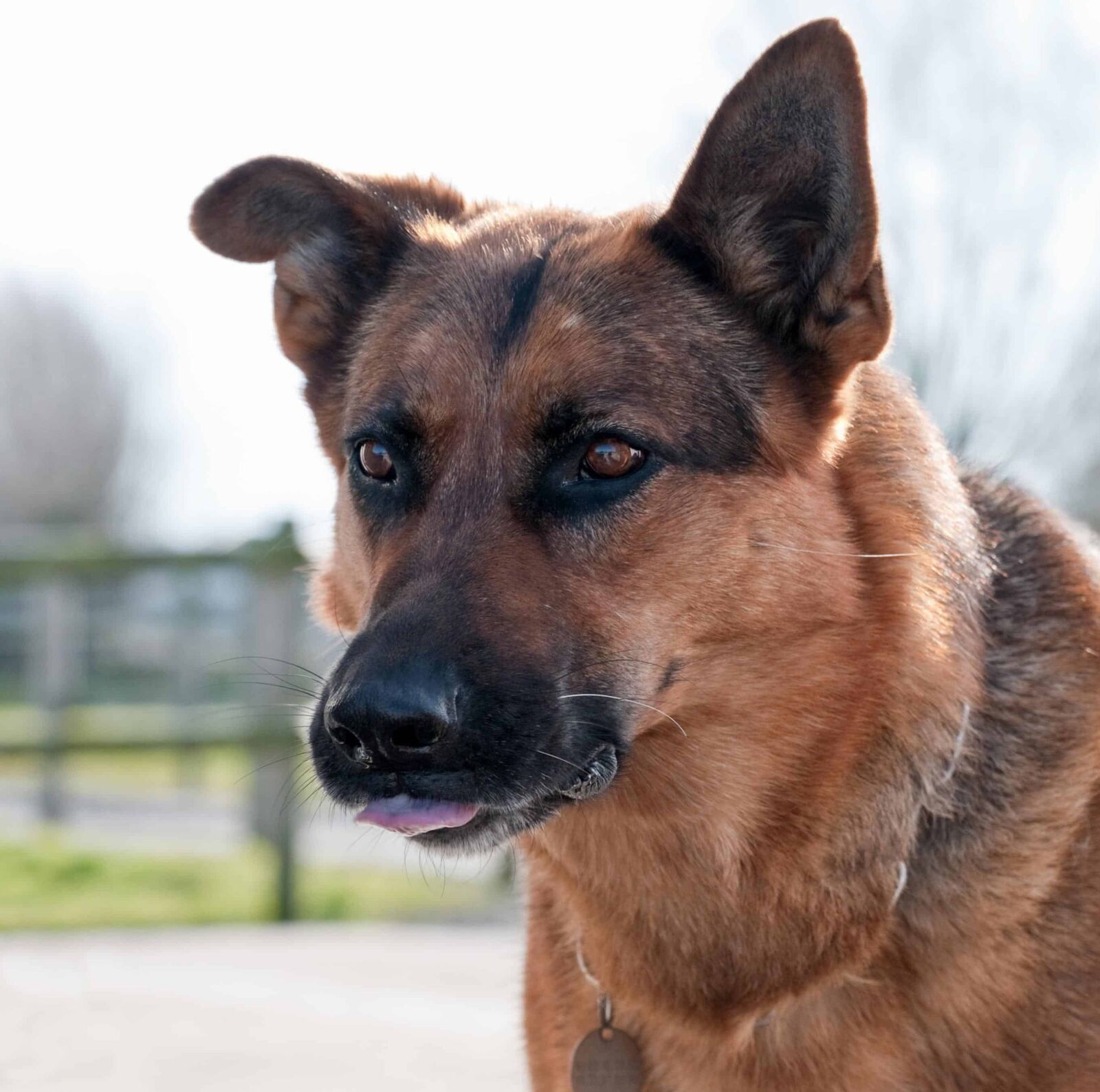 Nikon D300 sample photo. Portrait, dog, animal, animal photography