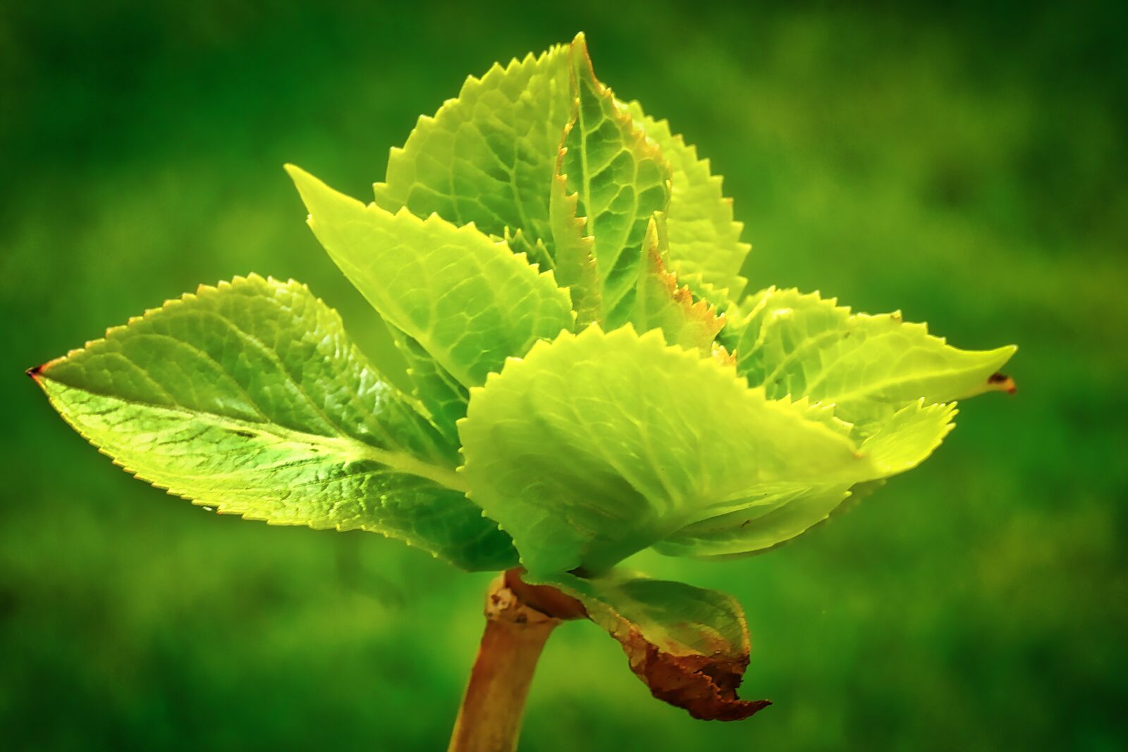 Panasonic Lumix DMC-GX8 sample photo. Leaf, nature, plant photography