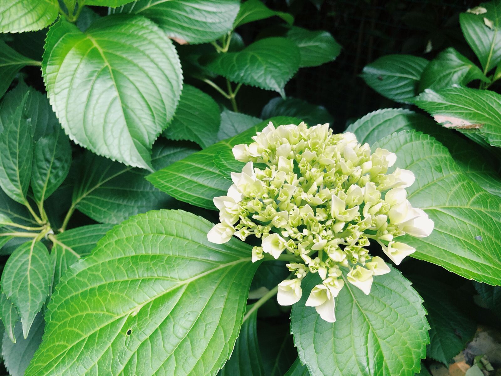 iPhone 8 Plus back dual camera 3.99mm f/1.8 sample photo. Hydrangea, green, flowers photography