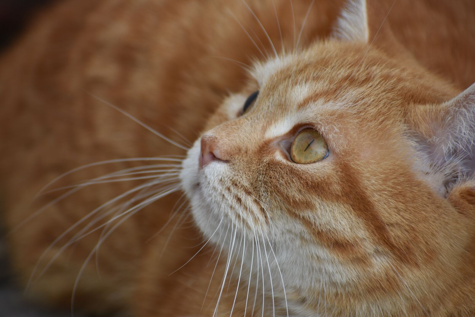Nikon D3400 sample photo. Cat, redhead, portrait photography