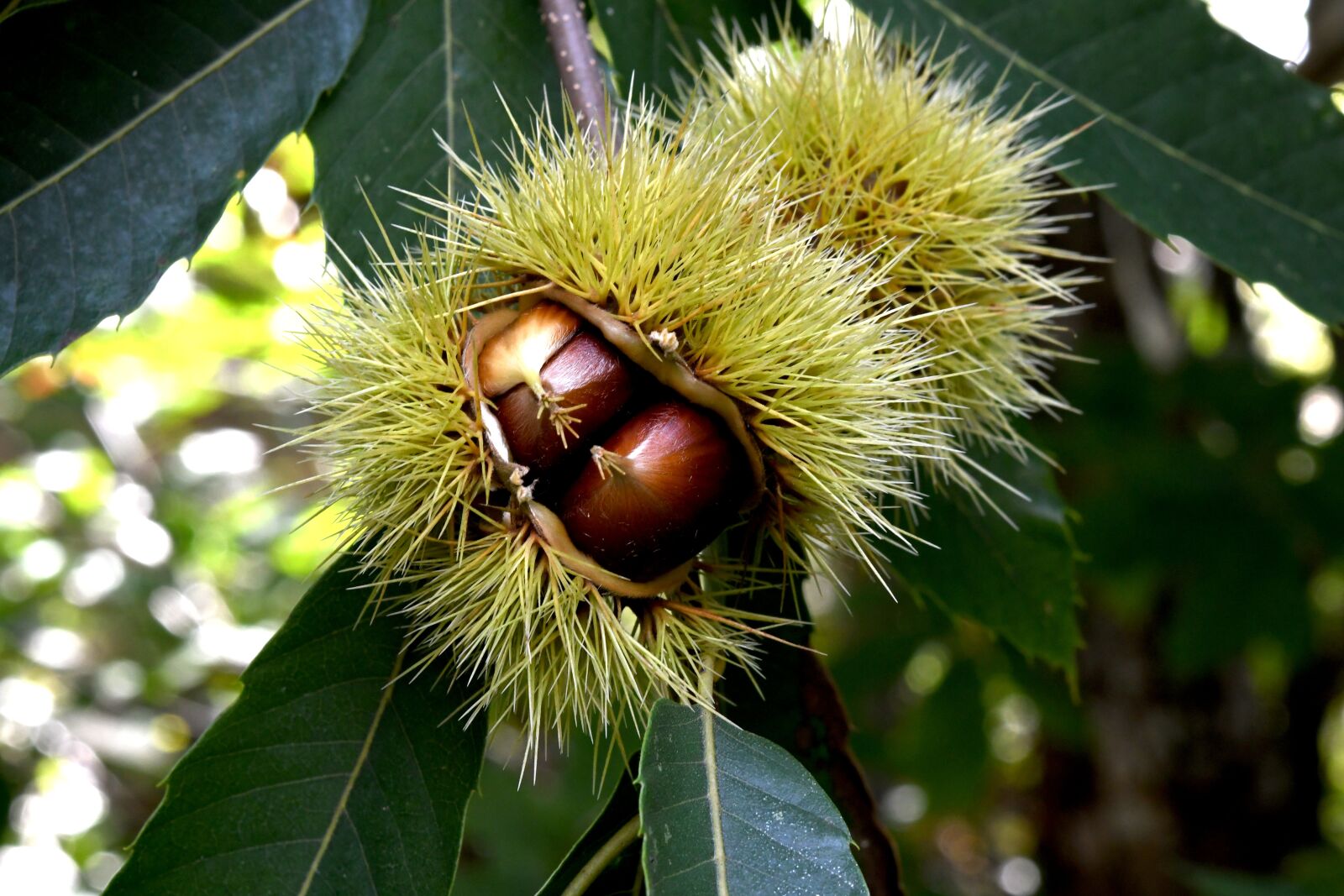 Nikon D7500 sample photo. Chestnuts, forest, autumn photography