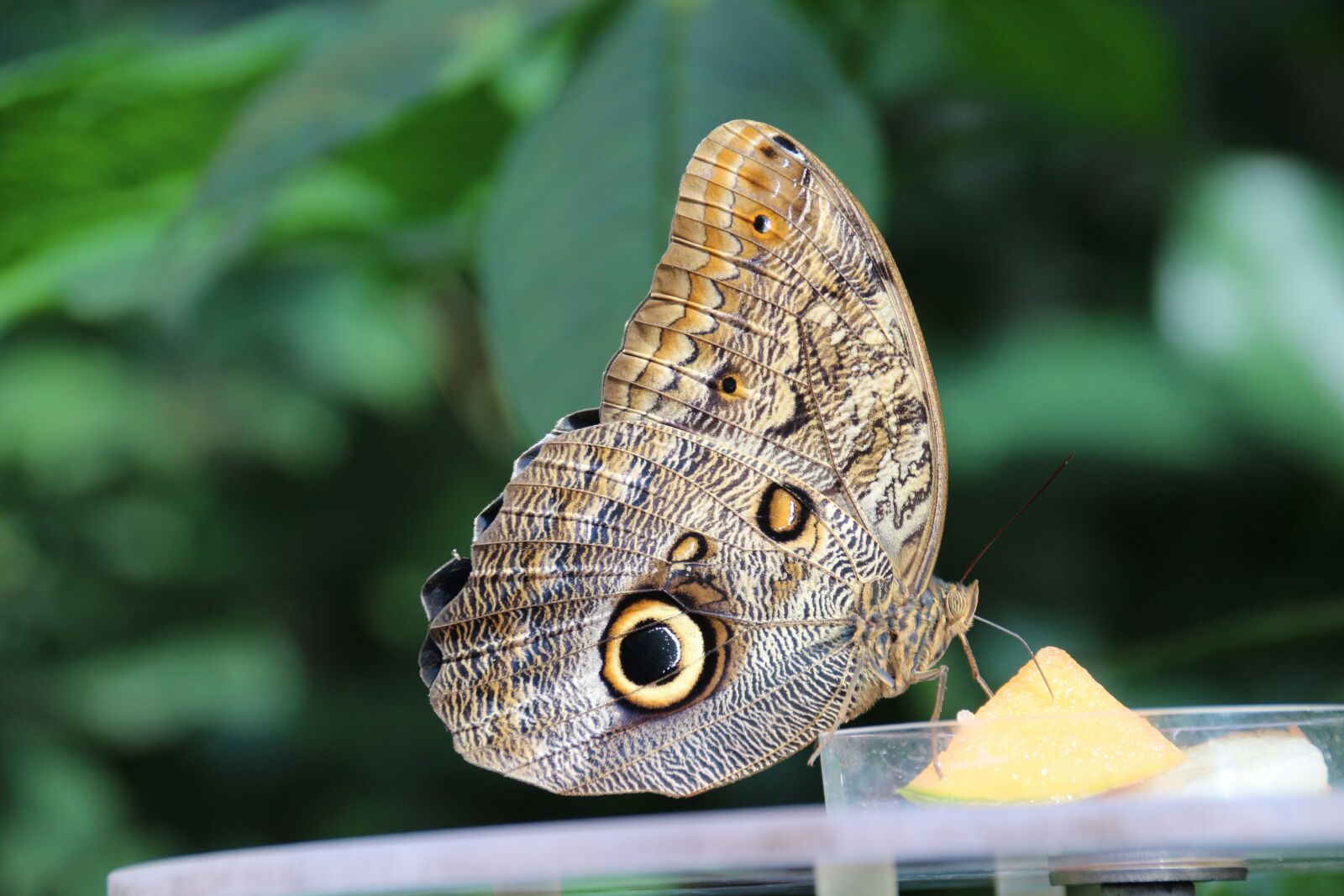 Canon EOS 700D (EOS Rebel T5i / EOS Kiss X7i) sample photo. Butterfly, insect, morphosfalter photography
