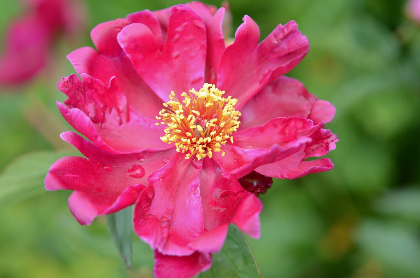 Nikon D7000 sample photo. Flower, red, water photography