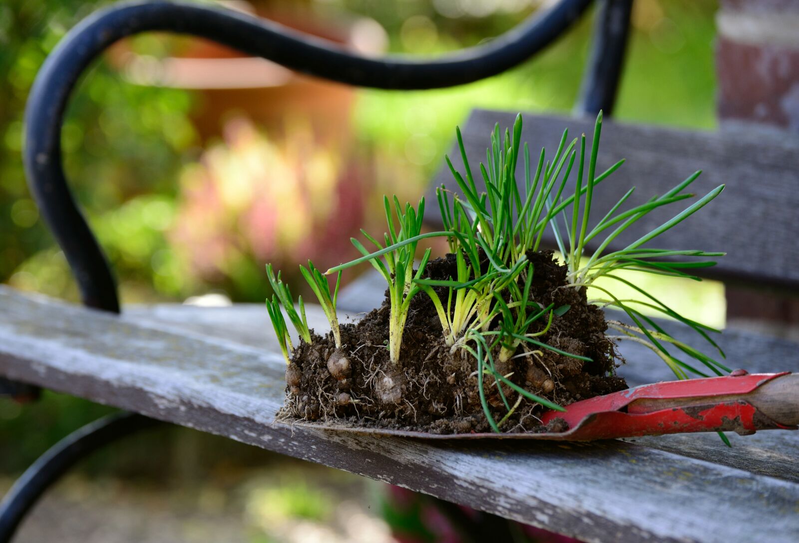 Nikon D610 sample photo. Plant, garden, flower bulbs photography