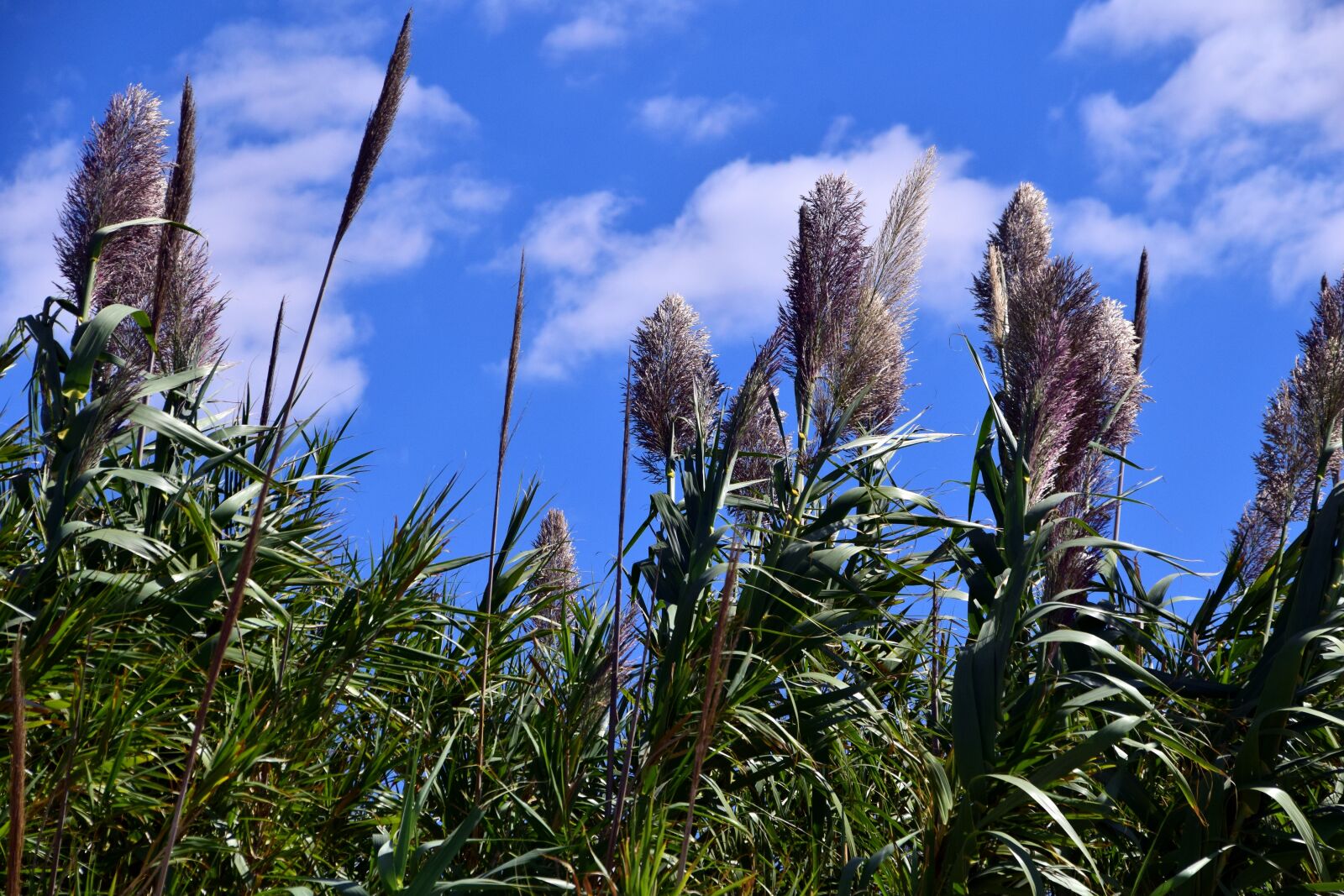 Nikon D3300 sample photo. Reed, plant, nature photography